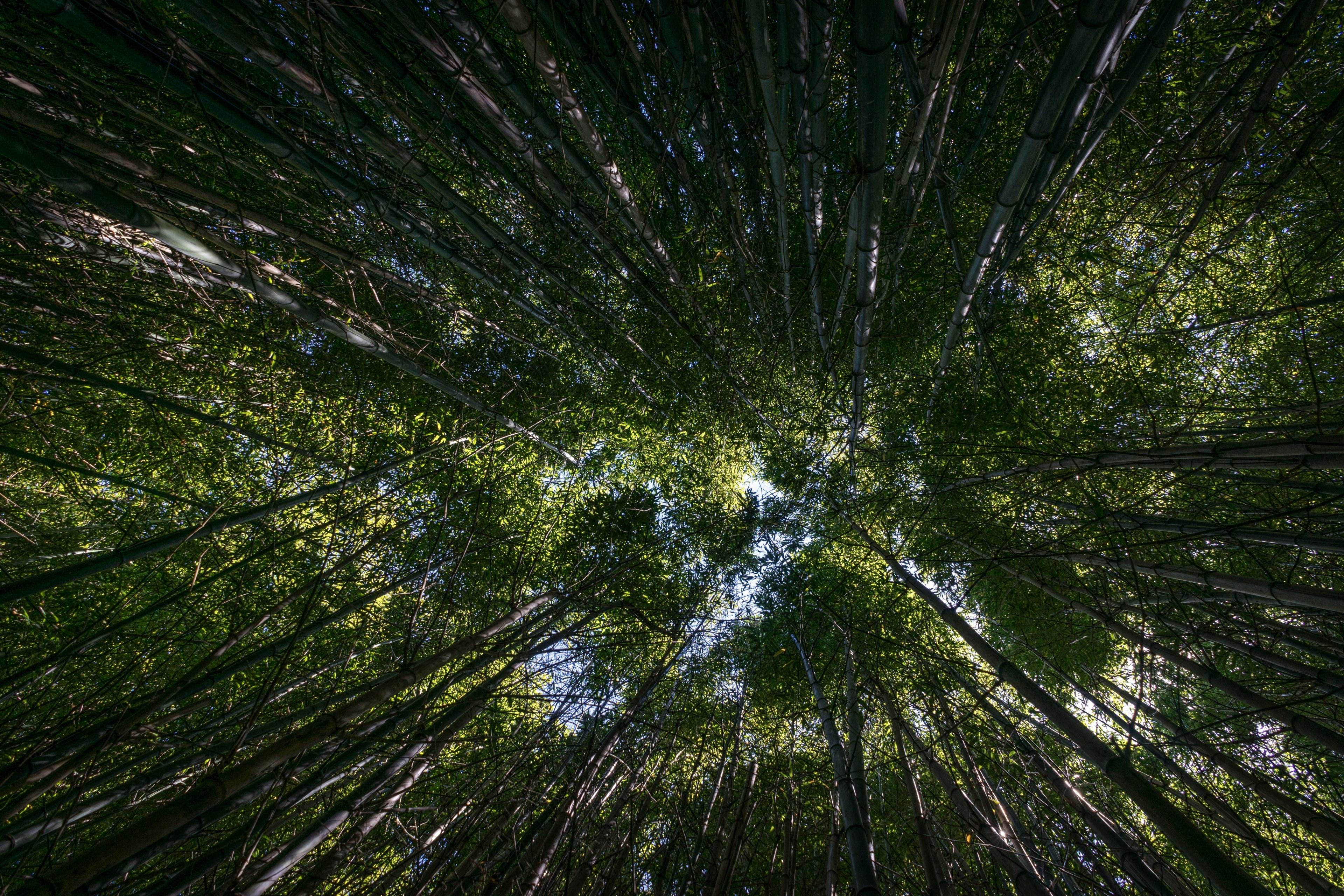 3840x2560 Wallpaper / looking up in the middle of a plush green forest, gazing up in the forest 4k wallpaper free download