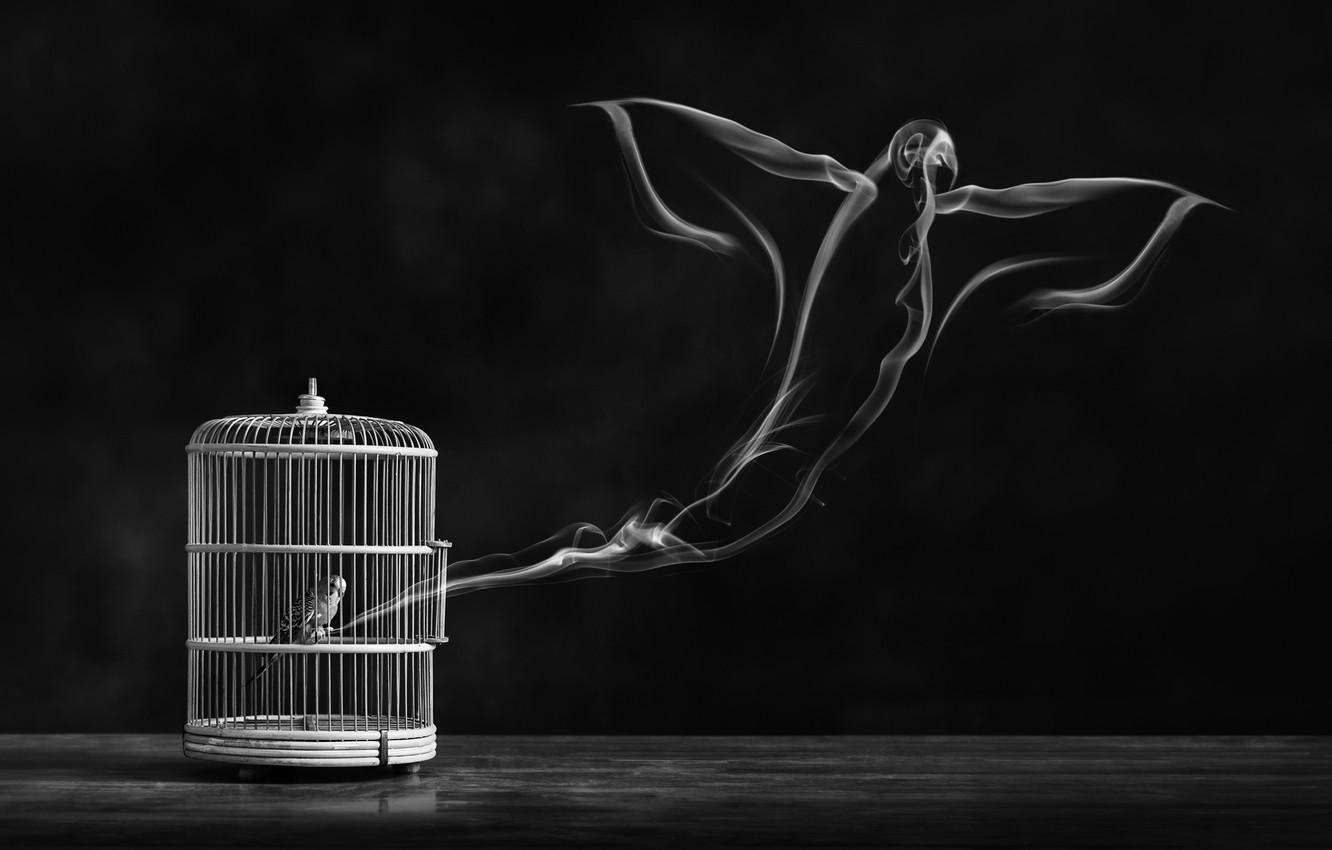 1332x850 Wallpaper Freedom, Bird, Cell, Bird, Freedom, Cage, Alaa Al Shurafa Image For Desktop, Section ситуации