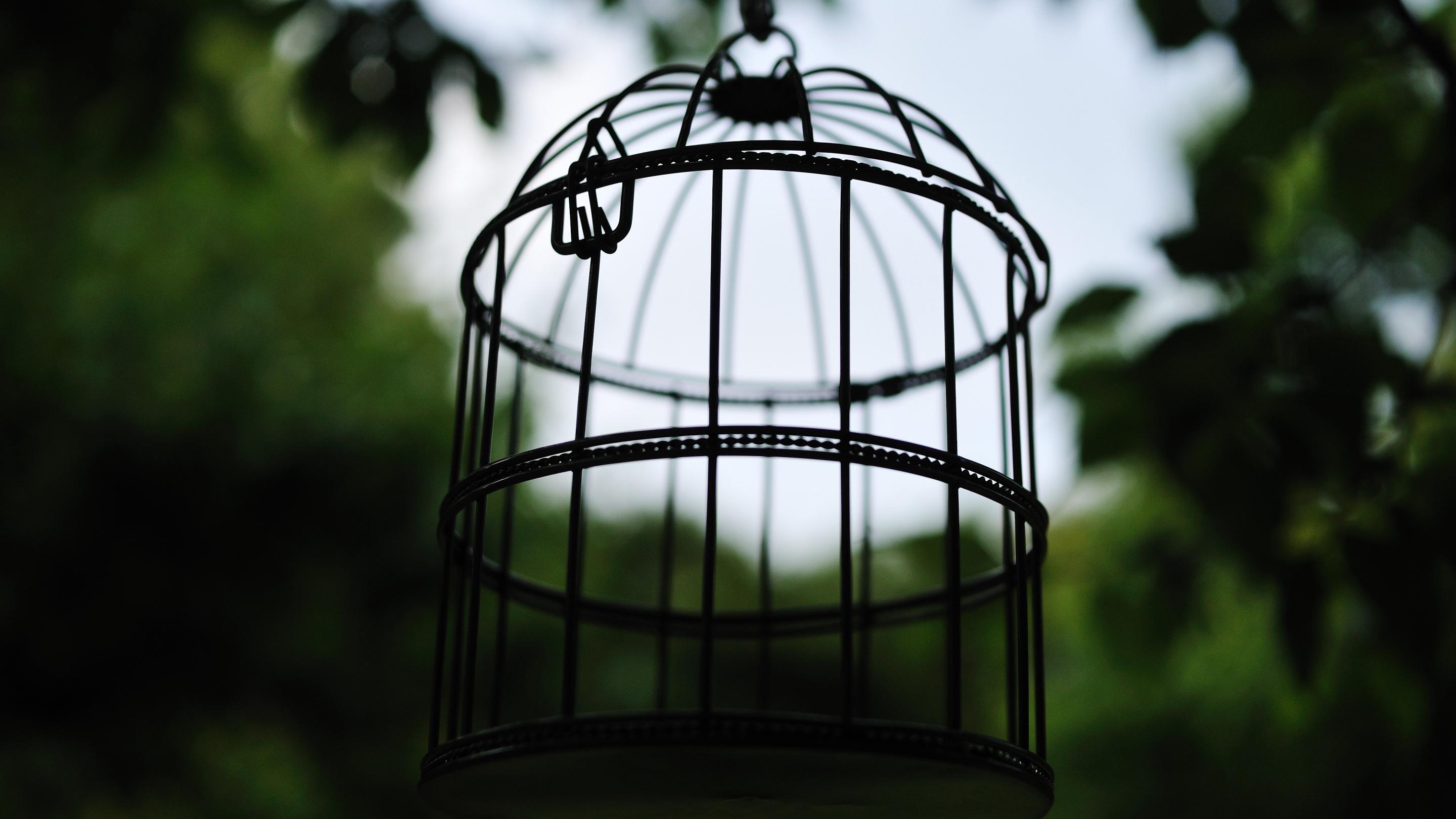 2880x1620 Bird cage 54795