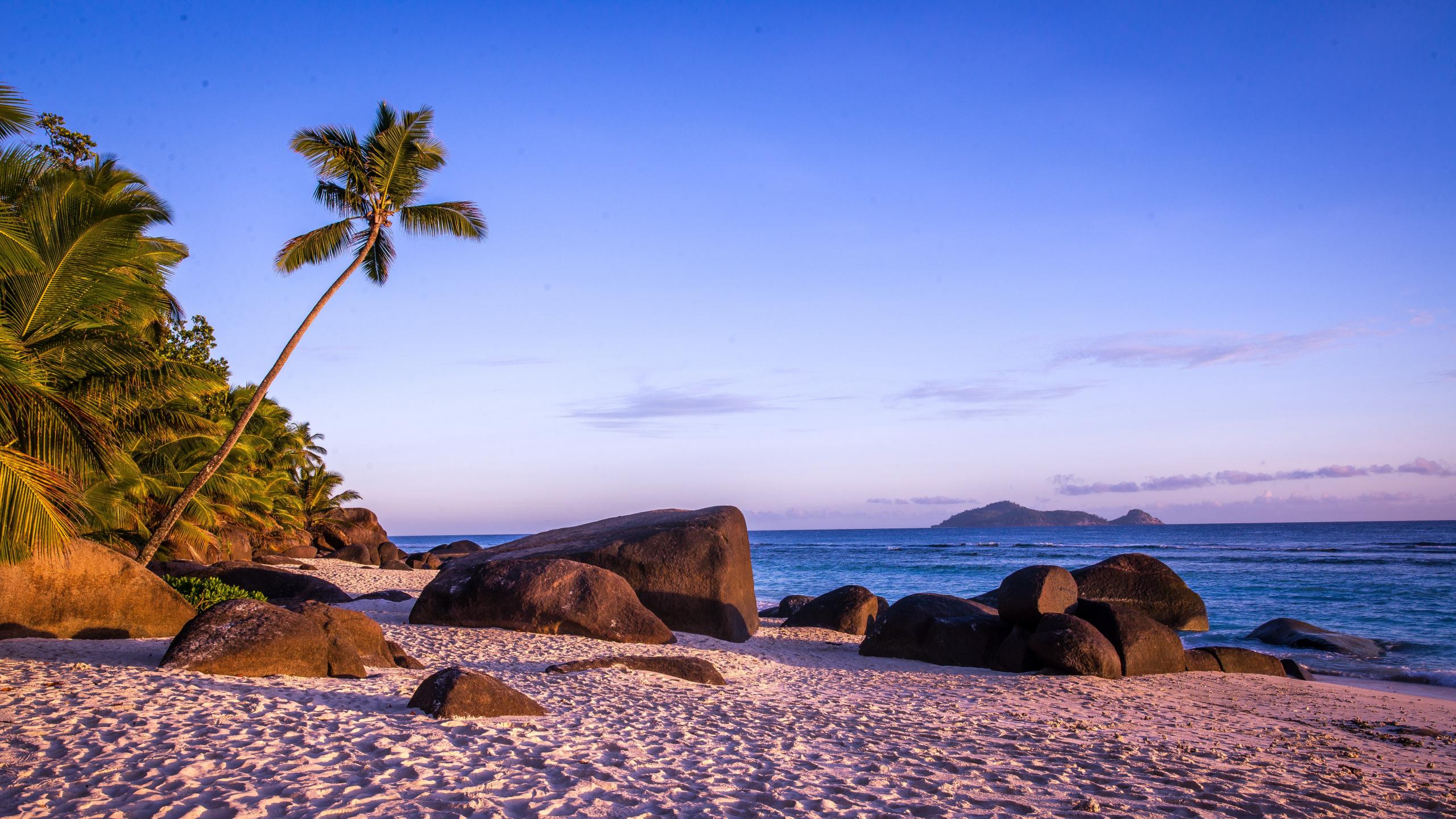 2560x1440 Download Palm tree, rocks, coast, beach wallpaper, 2560x Dual Wide, Widescreen 16: Widescreen