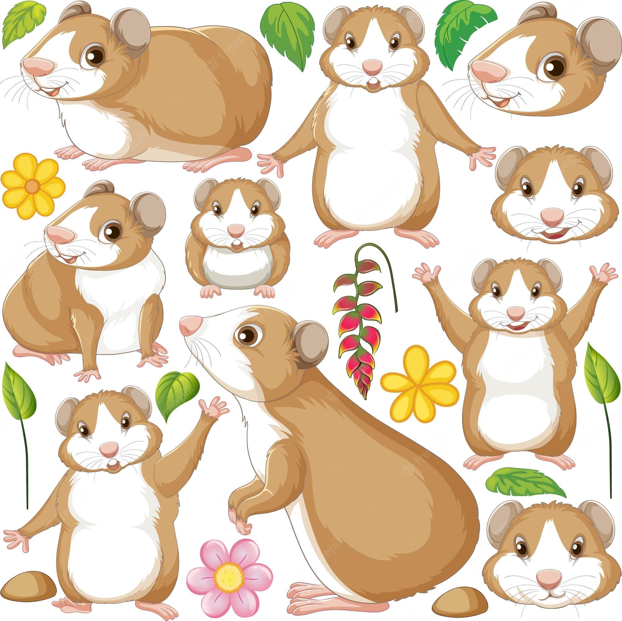 2000x1997 Hamster Image. Free Vectors, & PSD