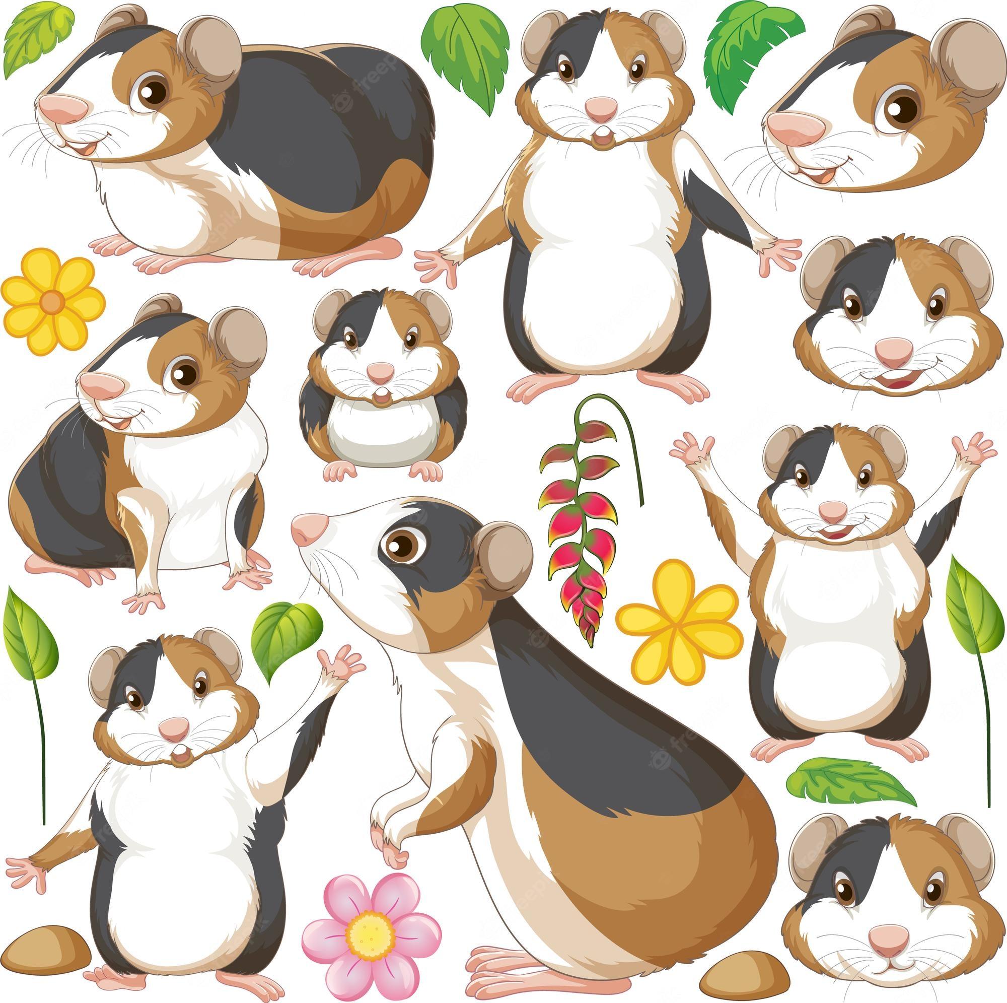 2000x1991 Hamster Image. Free Vectors, & PSD