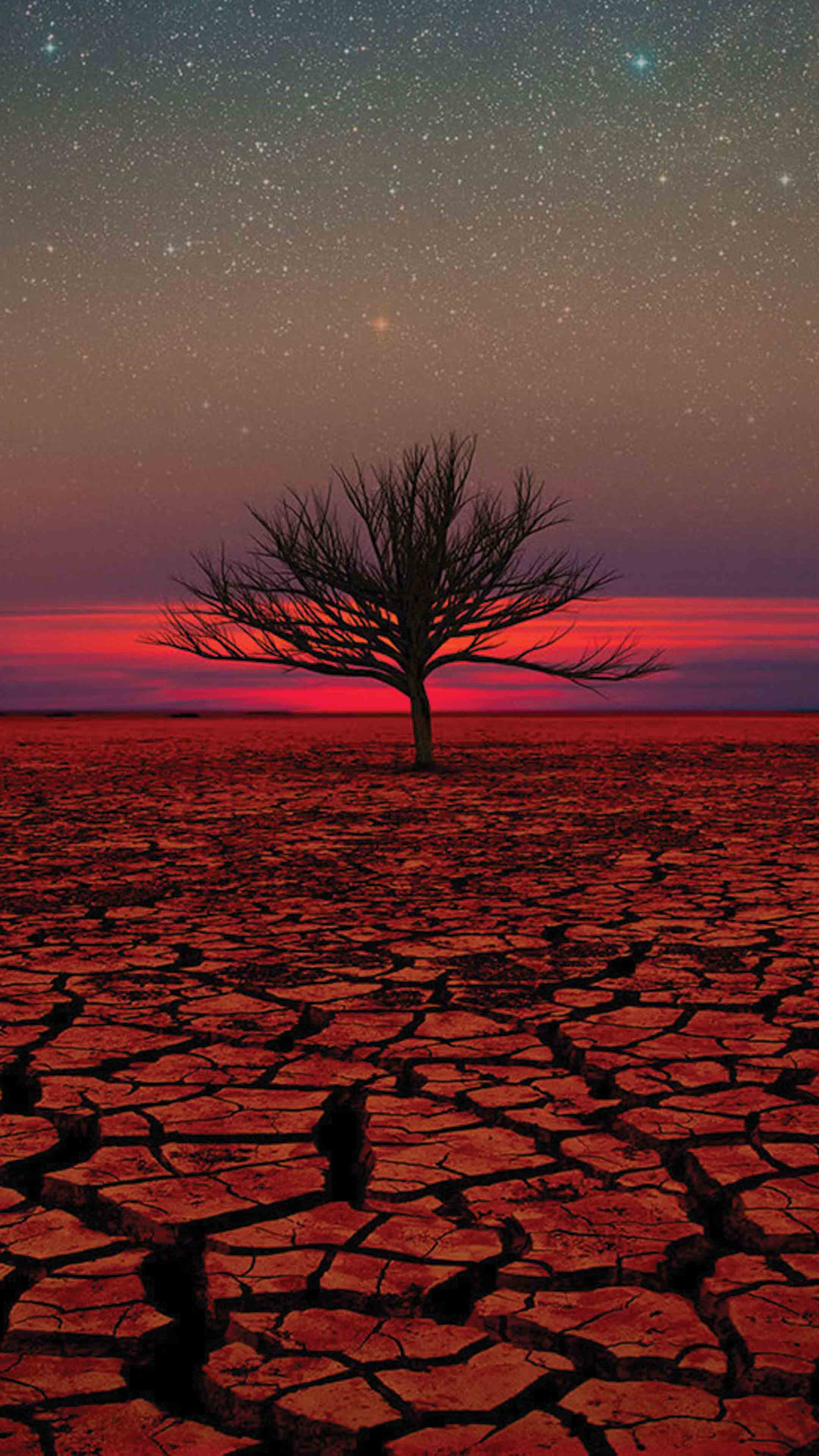 2160x3840 Desert Sunset Tree Mobile Wallpaper