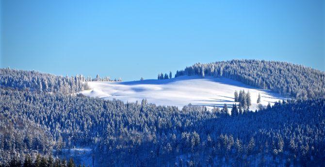 670x344 Wallpaper black forest, tree, winter, landscape, sunny day desktop wallpaper, HD image, picture, background, 6f6326
