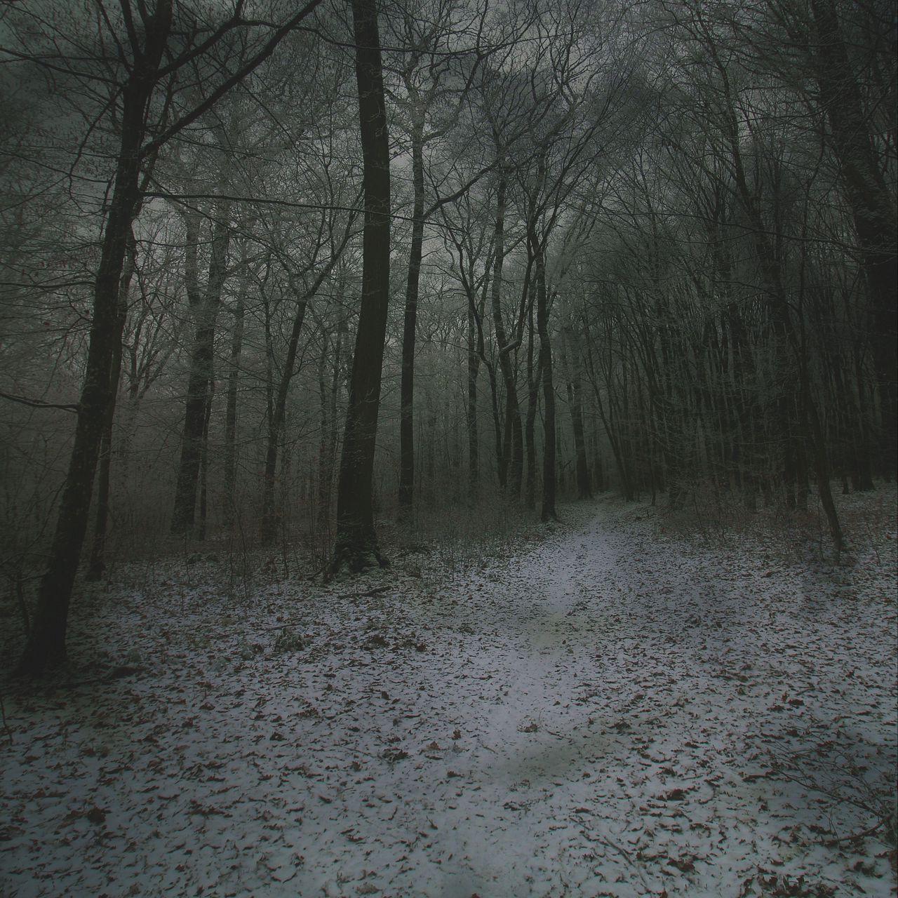 1280x1280 Download wallpaper 1280x1280 fog, forest, path, snow, autumn, winter ipad, ipad ipad mini for parallax HD background