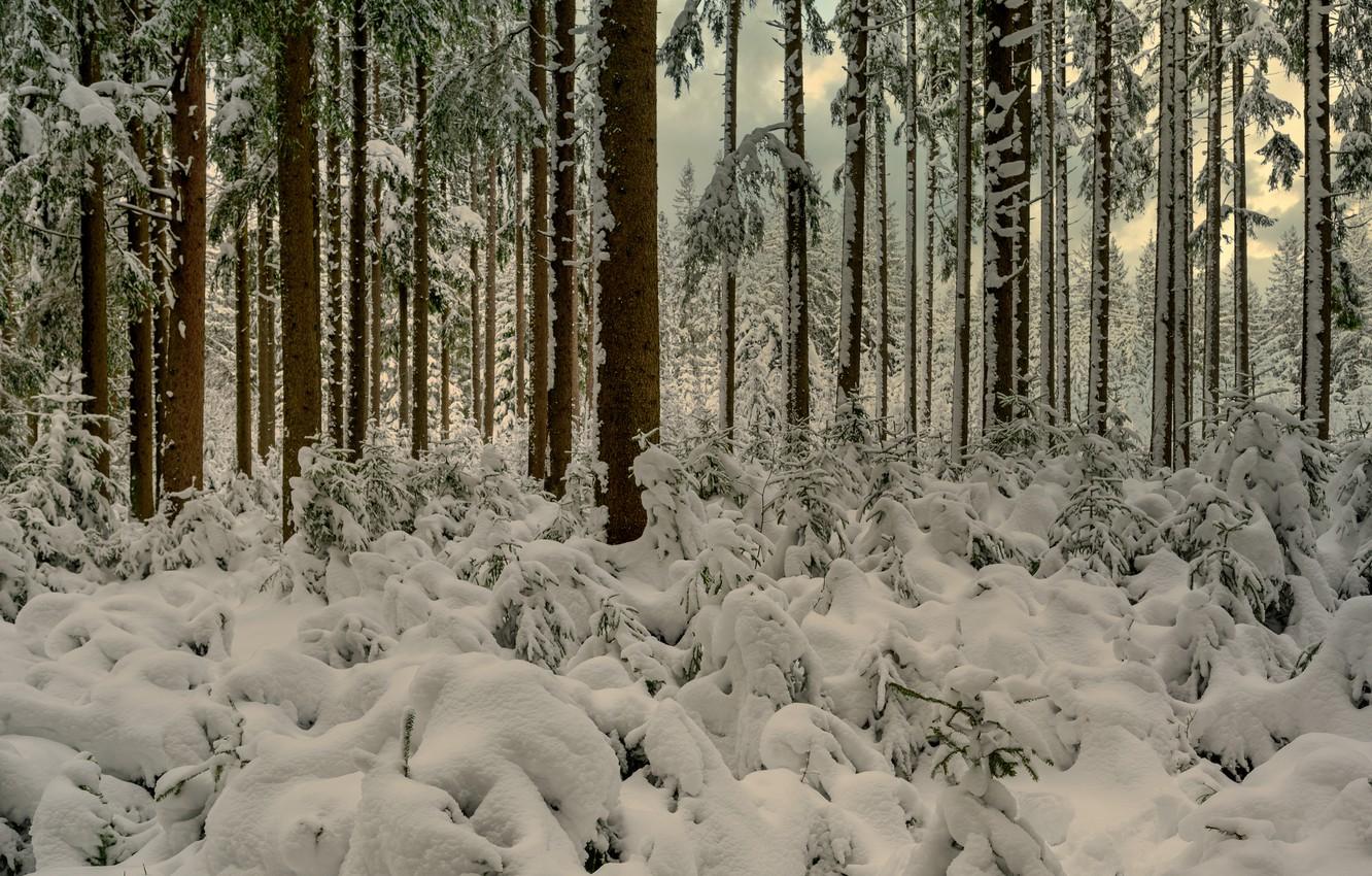 1332x850 Wallpaper Winter, Forest, Snow, Trees, Germany, Germany, Baden Württemberg, Baden Württemberg, The Black Forest, High Black Forest Image For Desktop, Section пейзажи