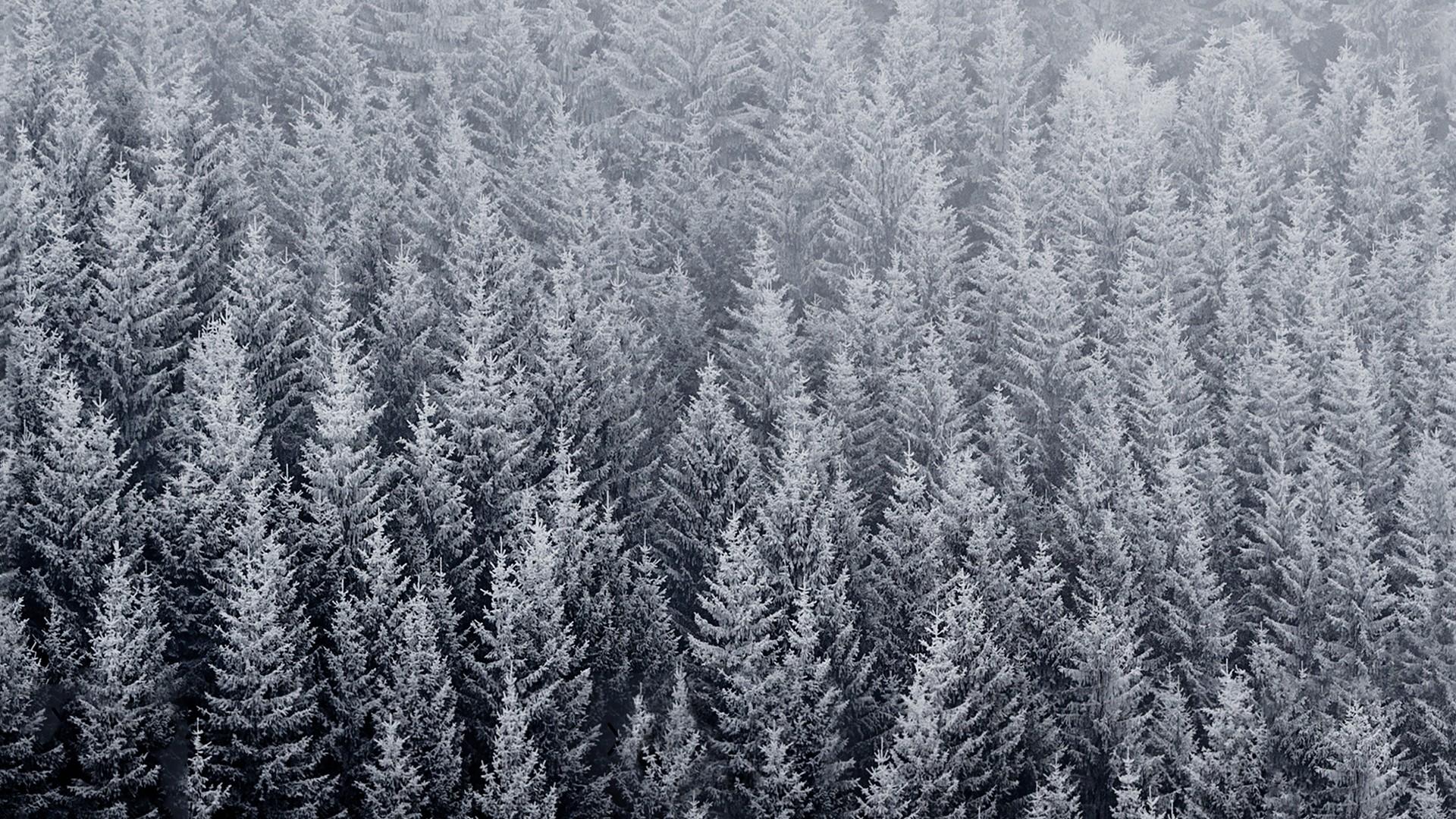 1920x1080 Winter Forest Wallpaper Free download