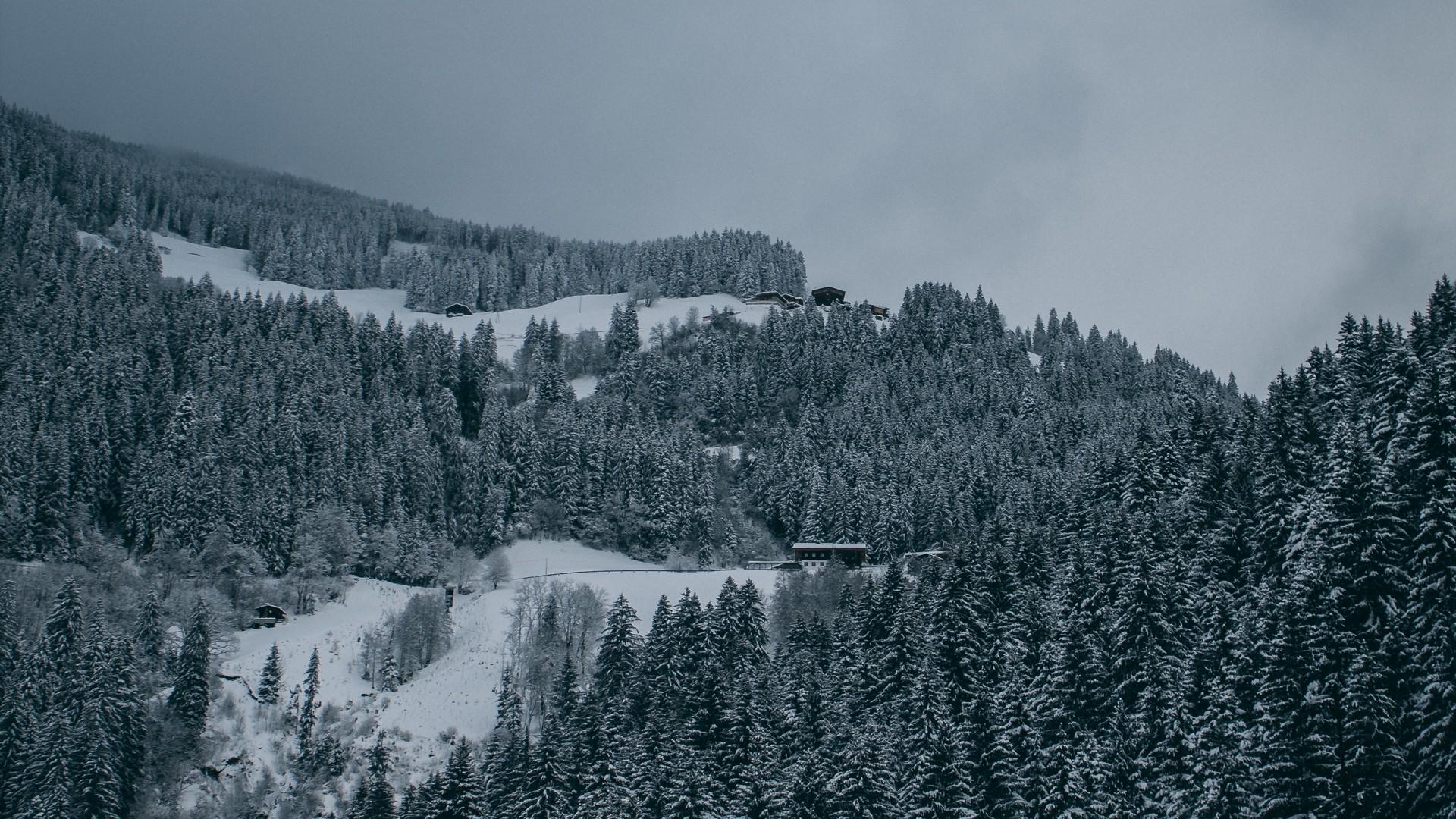 1920x1080 Trees, snow, winter, snowy, top view, forest. picture, photo, desktop wallpaper