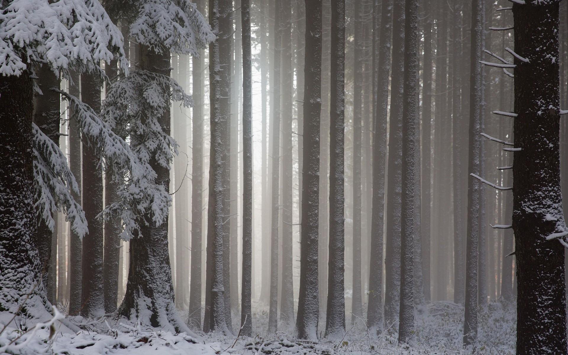1920x1200 snow, Forest, Landscape, Winter Wallpaper HD / Desktop and Mobile Background