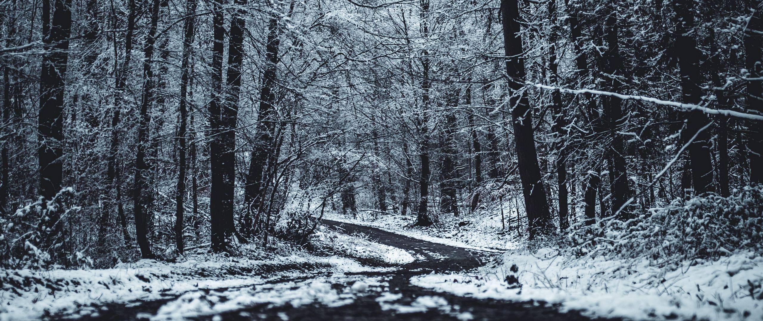 2560x1080 Download wallpaper 2560x1080 forest, trees, trail, winter dual wide 1080p HD background
