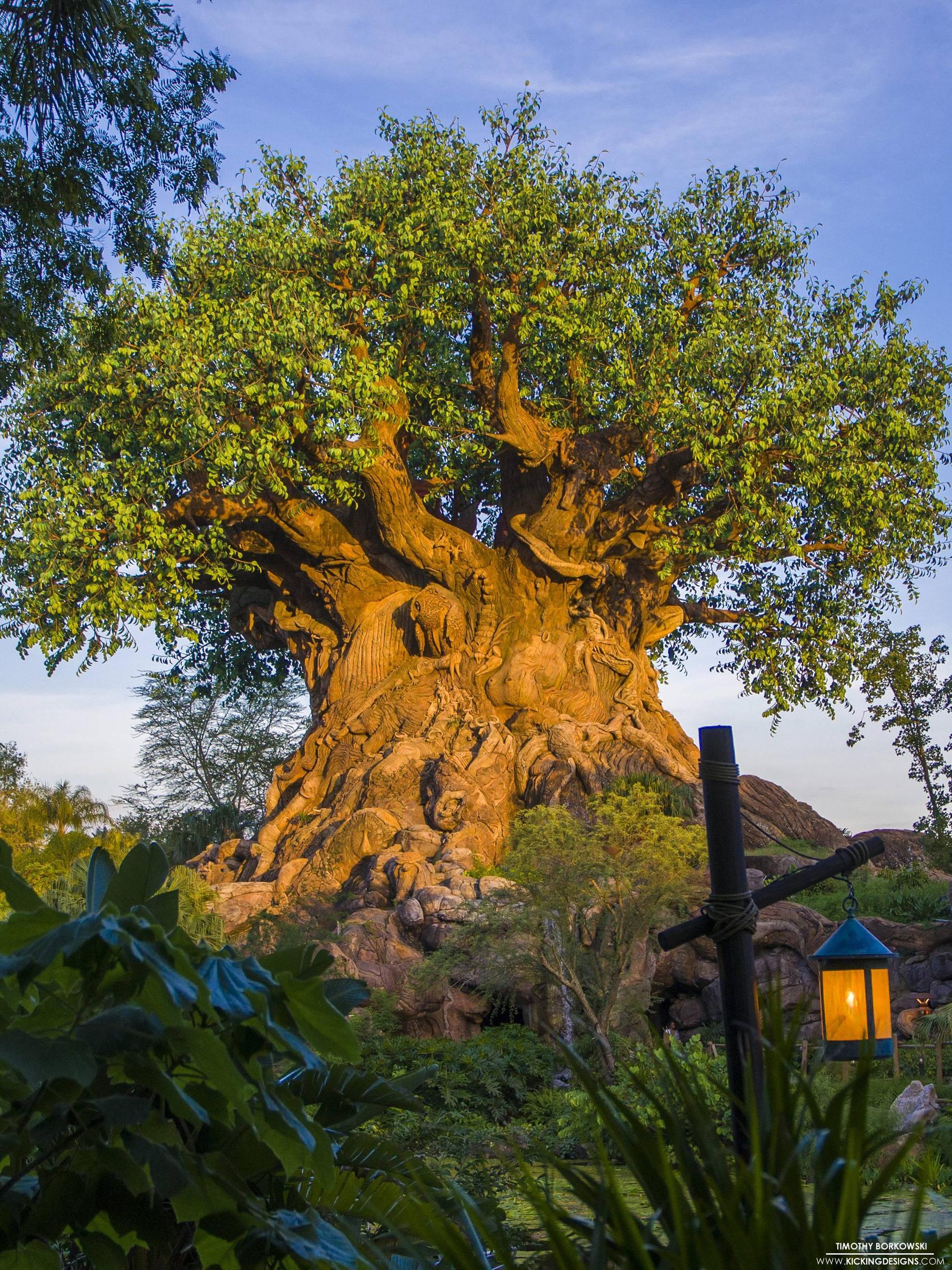 1843x2459 Animal Kingdom Tree Of Life 8 25 2017 Wallpaper Background
