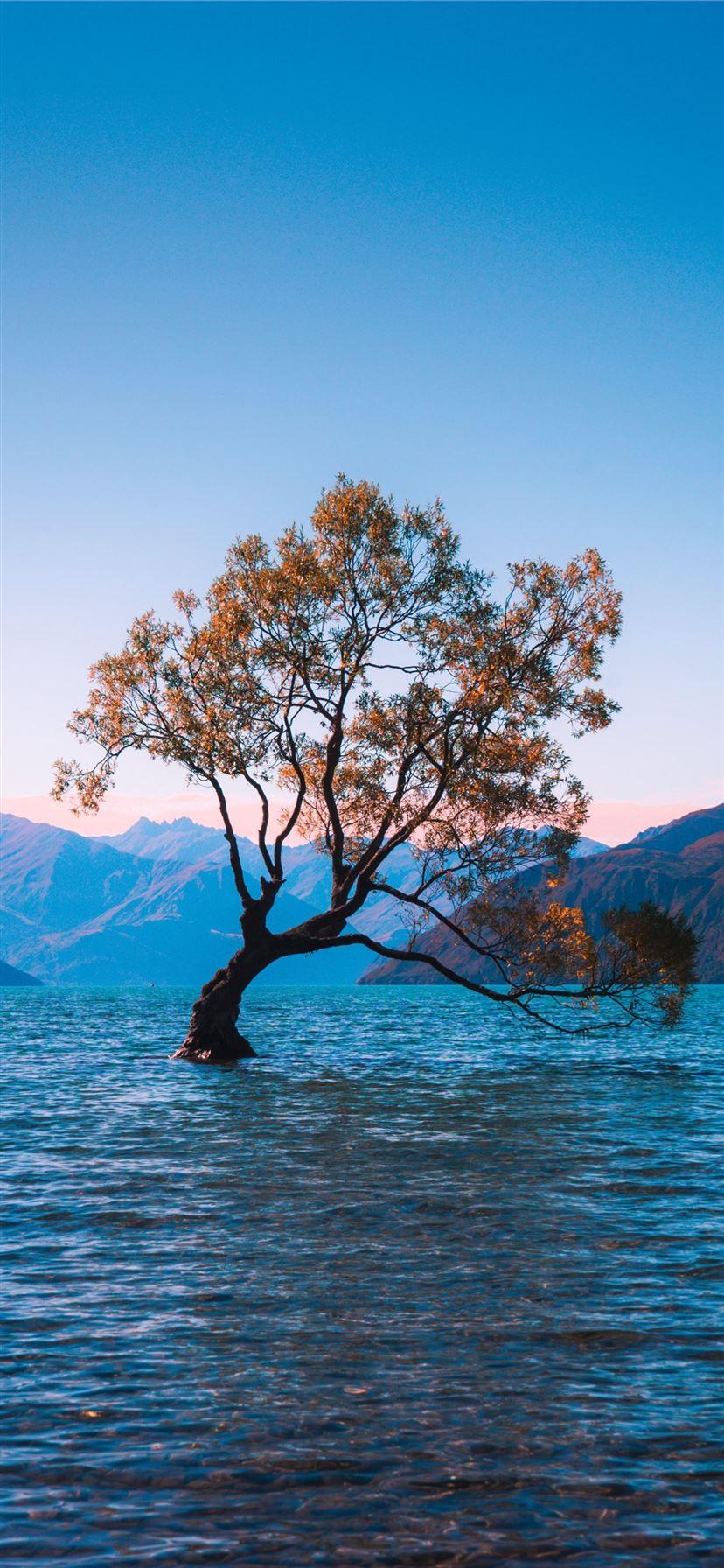 828x1792 brown leaf tree at water during daytime iPhone 11 Wallpaper Free Download