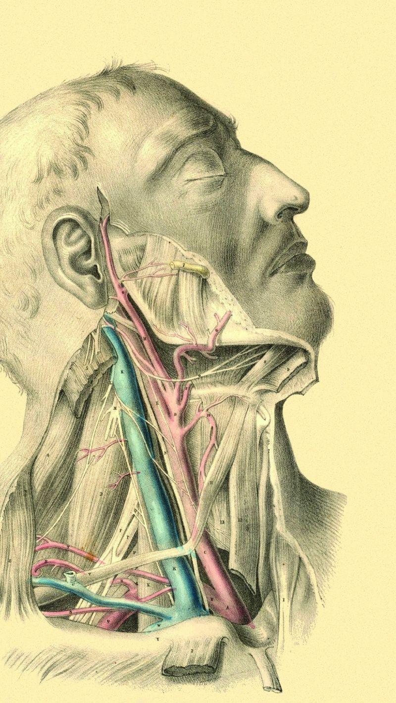 800x1420 Download Wallpaper 800x1420 Anatomy, Veins, Arteries, Muscles Iphone Se 5s 5c 5 For Parallax HD Background