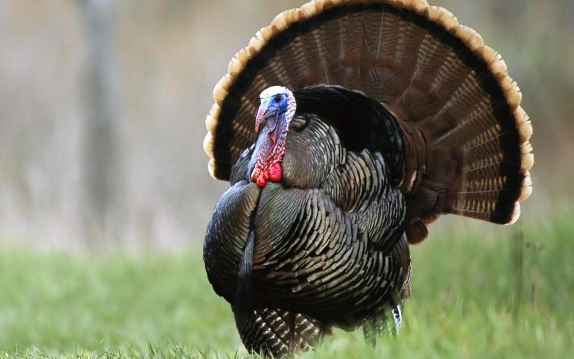 1920x1200 Thanksgiving HD Wallpaper 1920x1200