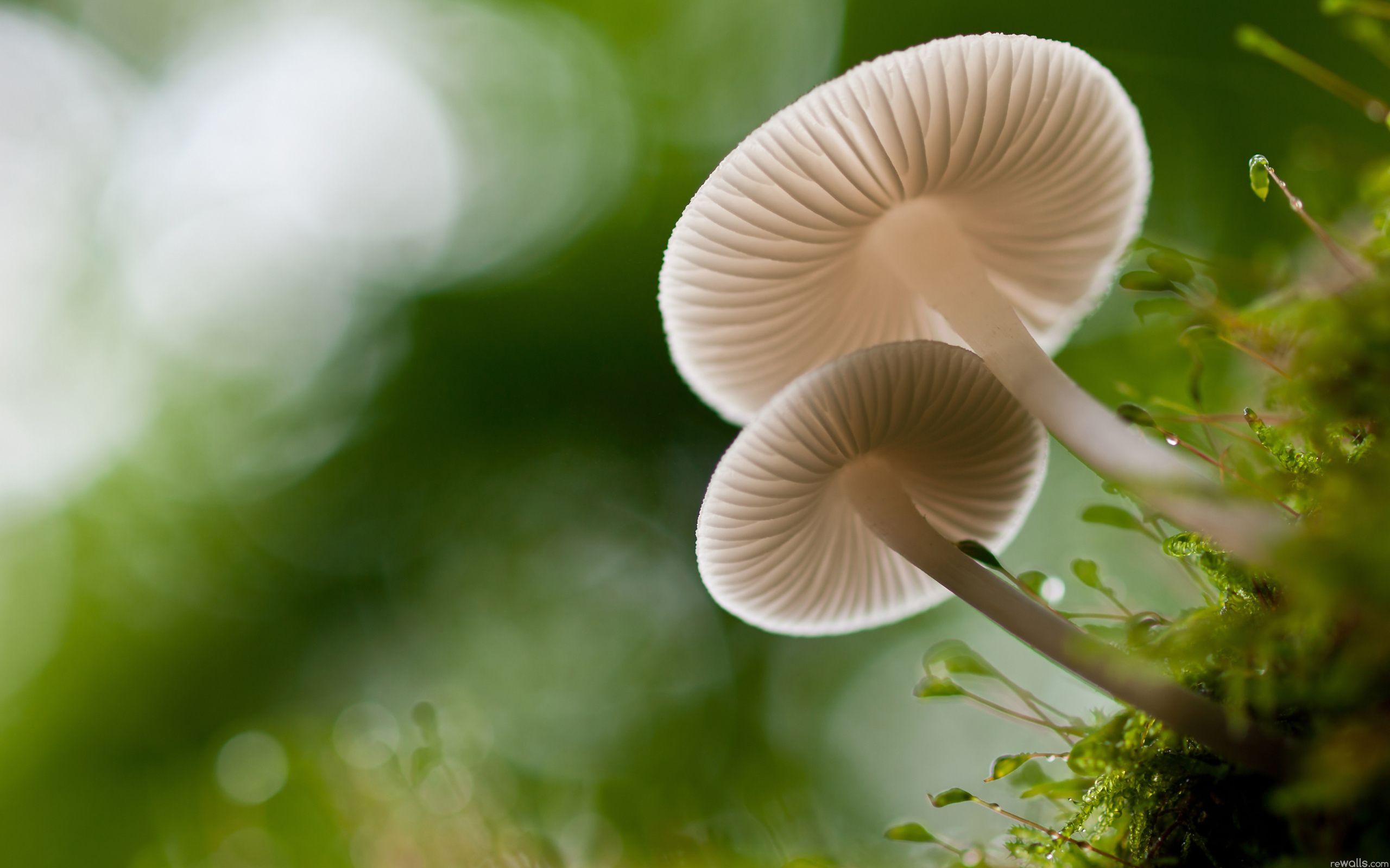 Mushroom 4K wallpapers for your desktop or mobile screen free and easy to  download