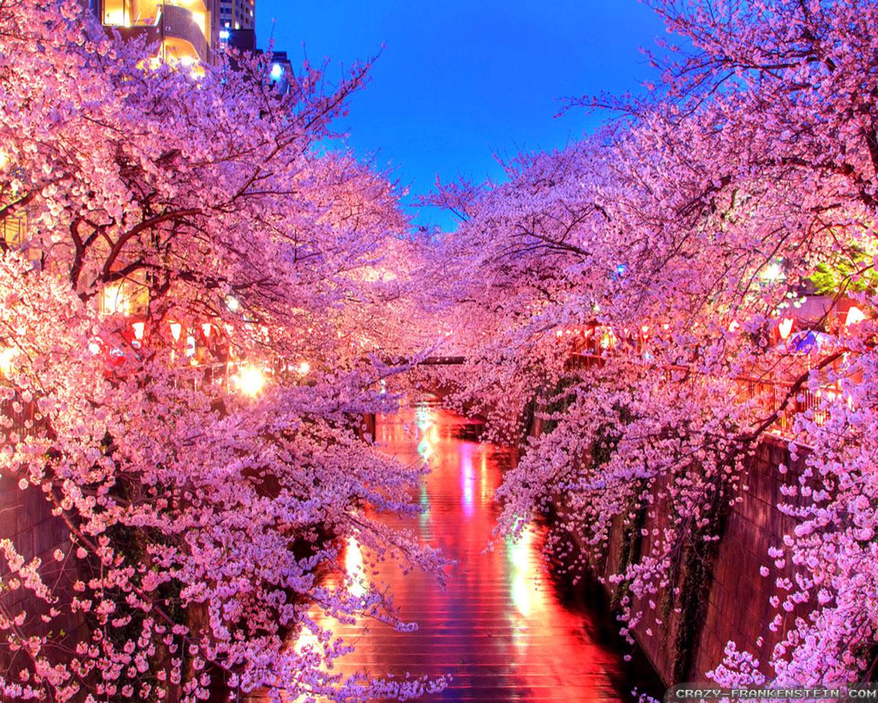 1280x1024 Japanese Sakura At Night Picture, Photo, and Image for Facebook, Tumblr, Pinterest, and Twitter