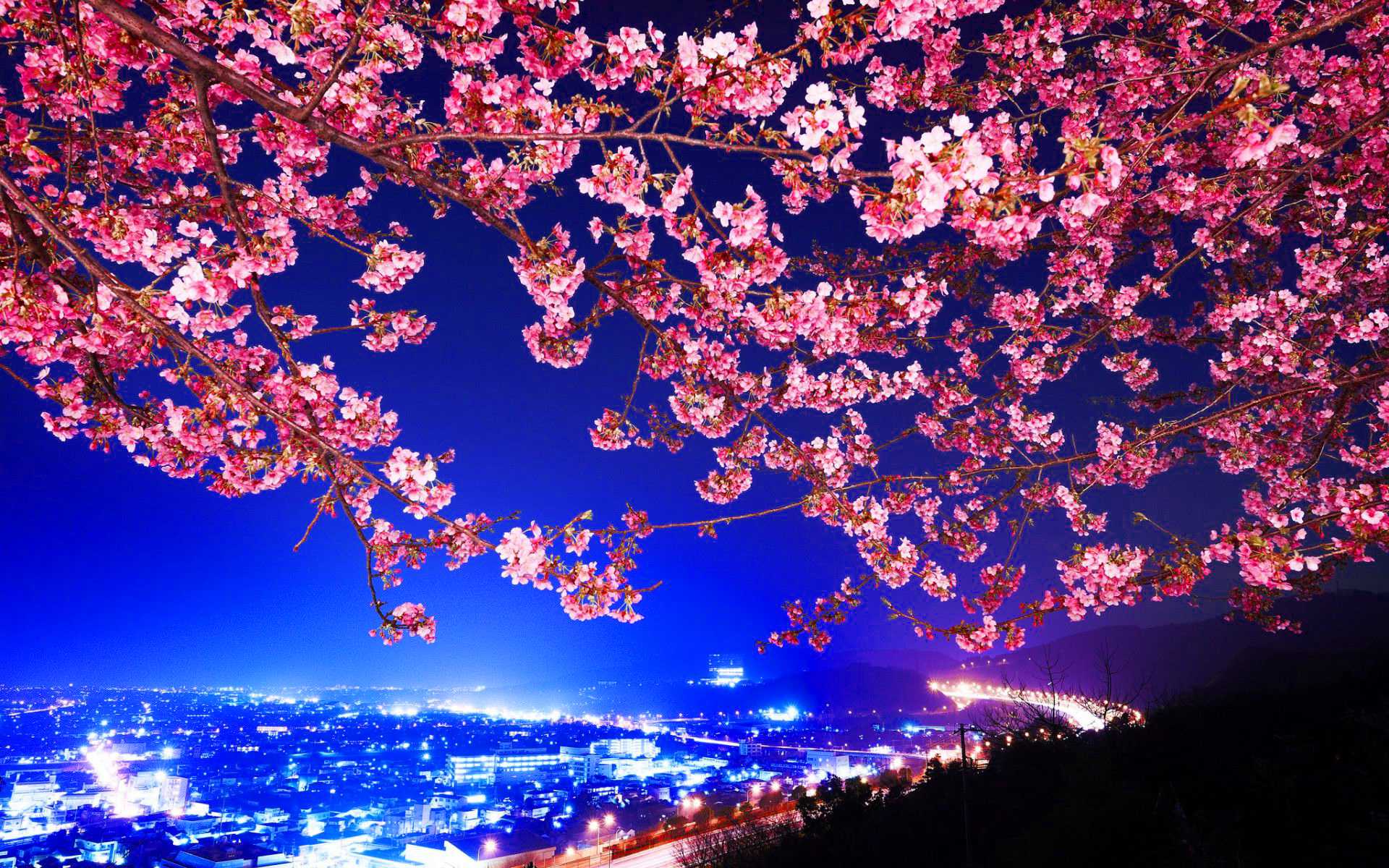 1920x1200 Desktop Cherry Blossom Wallpaper