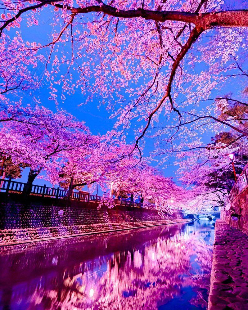 799x999 Cherry Blossom Wallpaper