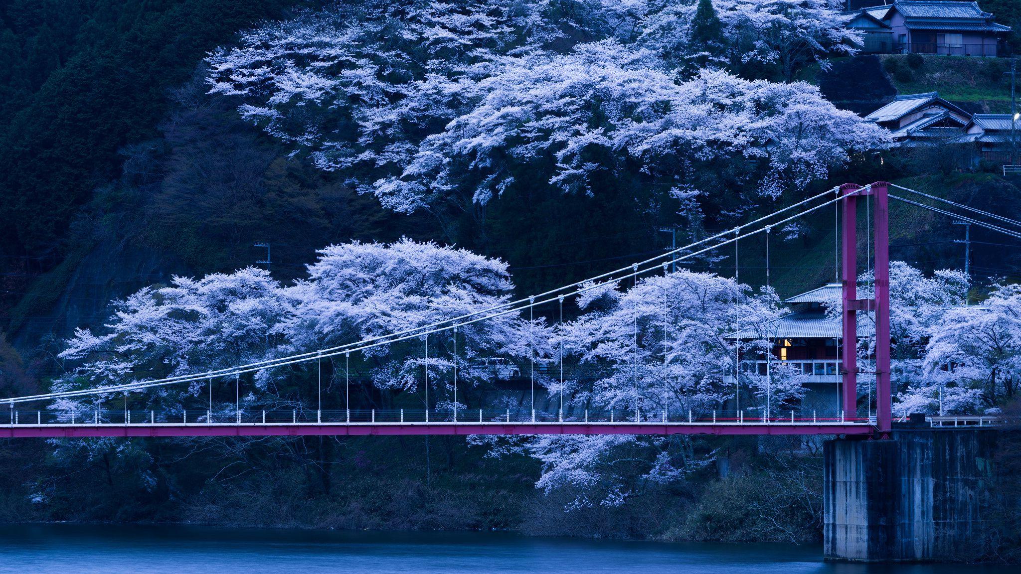 2048x1152 Download wallpaper 2048x1152 japan, bridge, sakura, night ultrawide monitor HD background