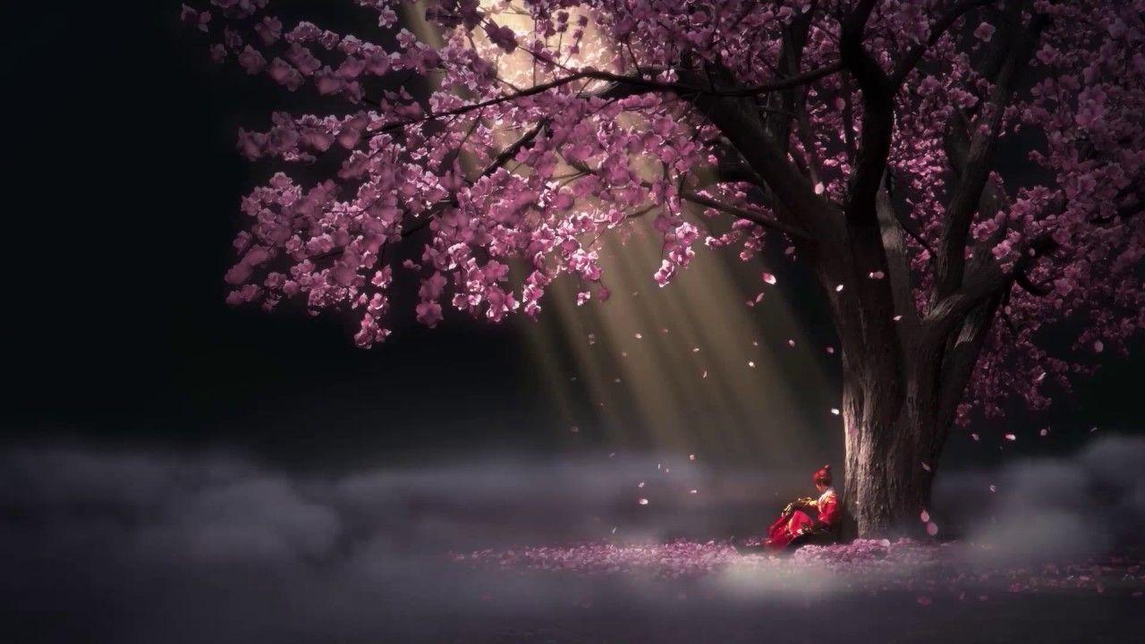 1280x720 Sakura Trees Wallpaper