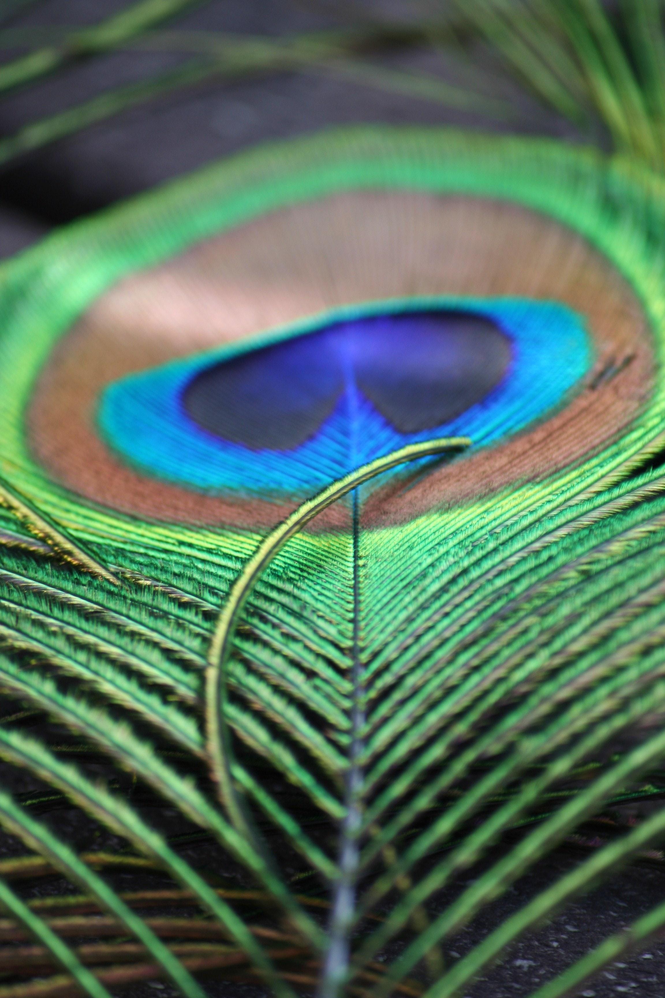 2304x3456 Best Peacock Image · 100% Free Downloads