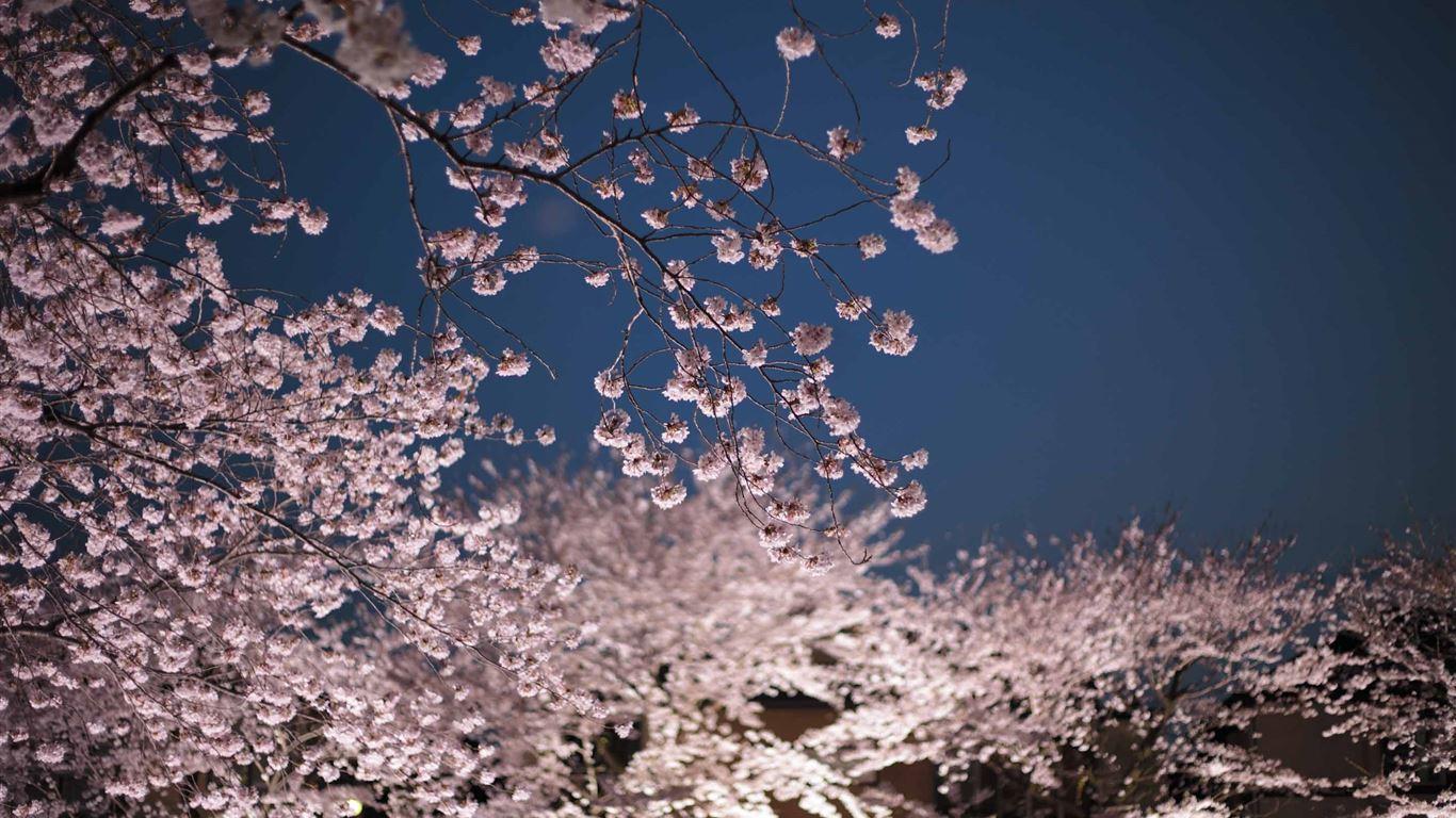 1366x768 Cherry Blossoms Night MacBook Air Wallpaper Download
