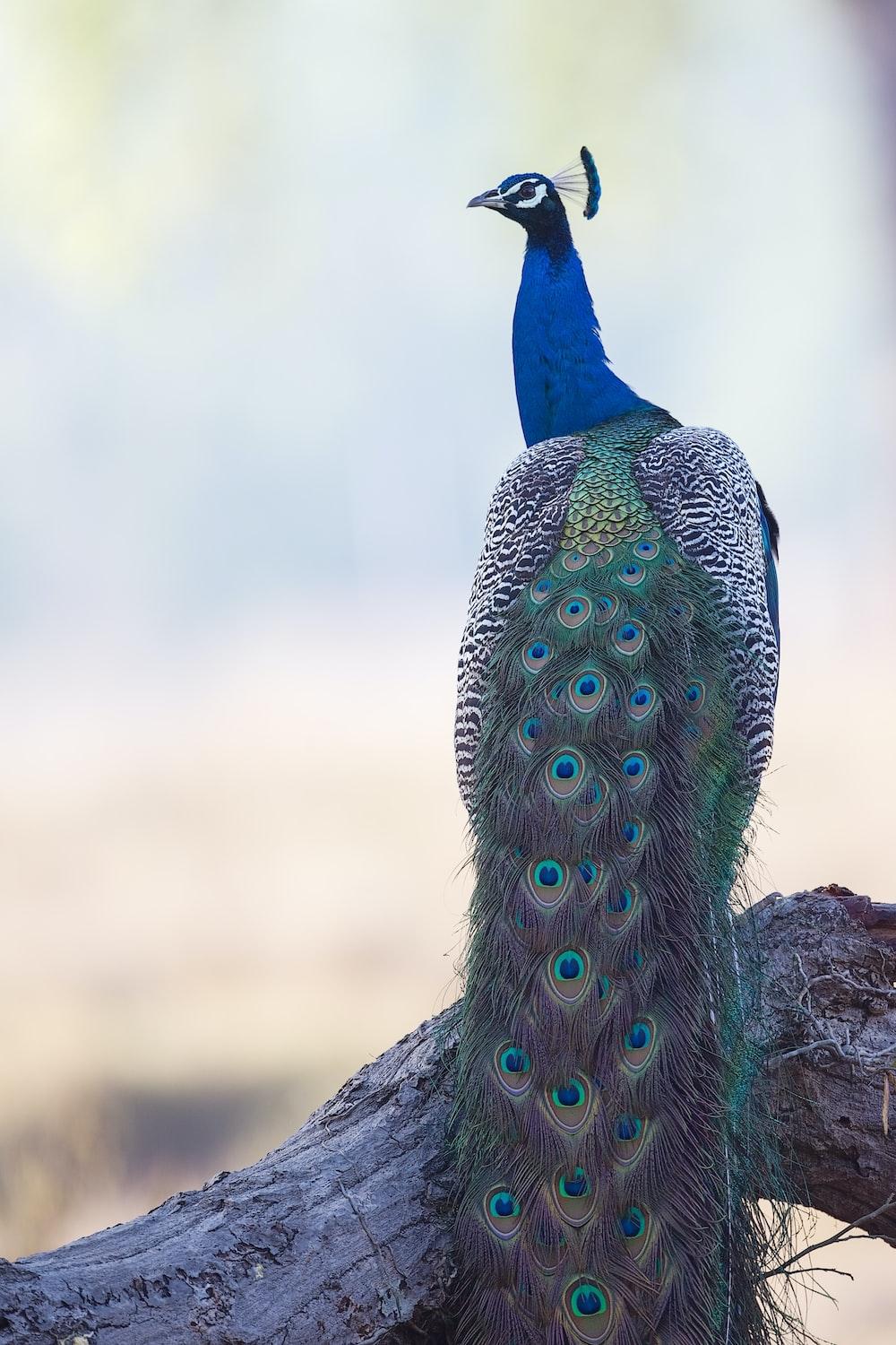 1000x1500 Peacock Feather Picture. Download Free Image