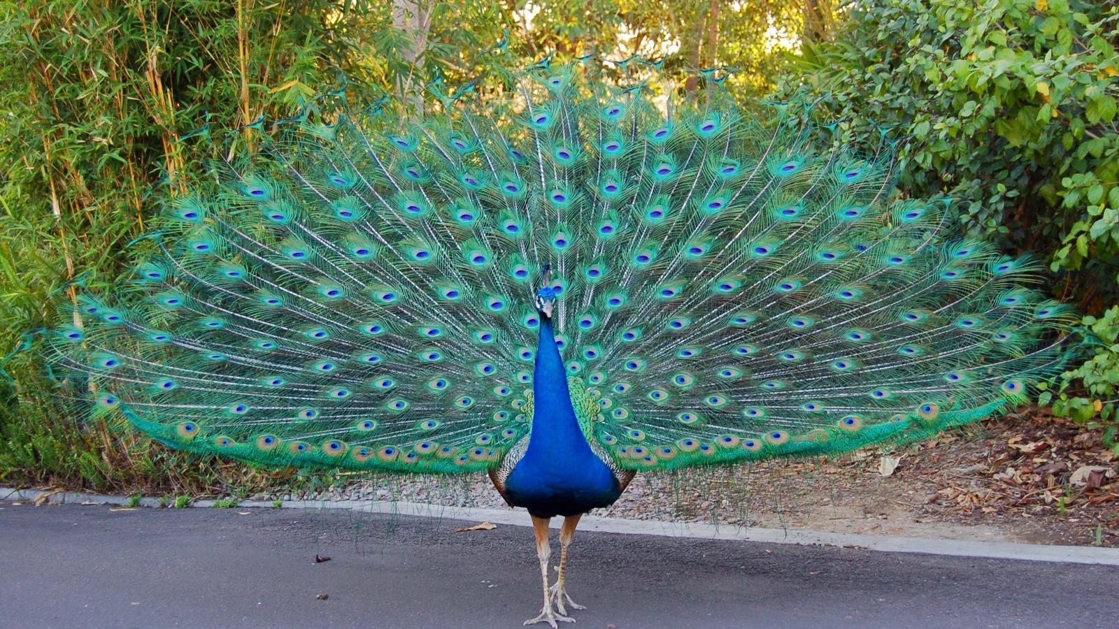 1600x900 A beautiful peacock with blue feathers on the road
