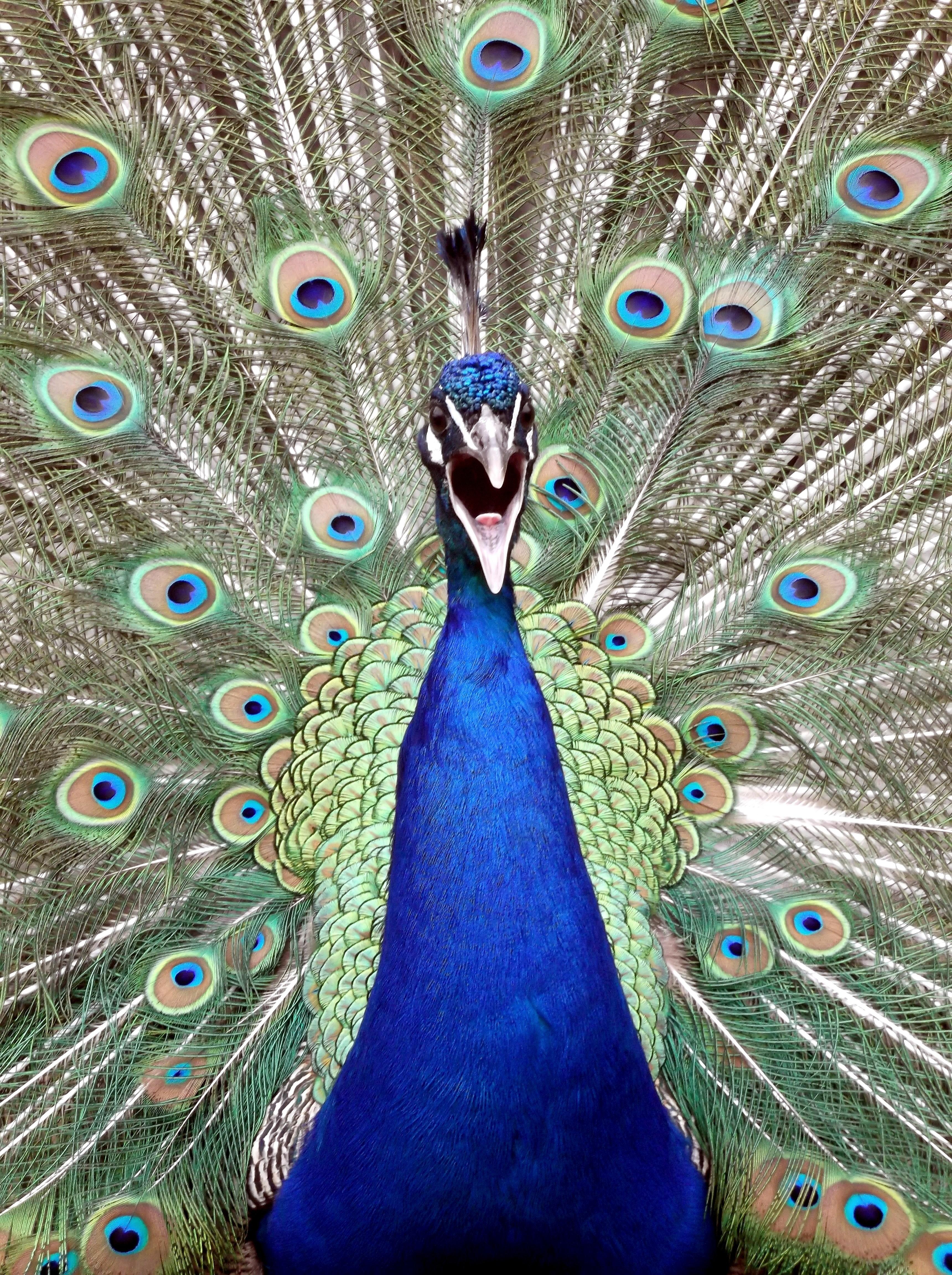 3440x4608 Best Peacock Image · 100% Free Downloads