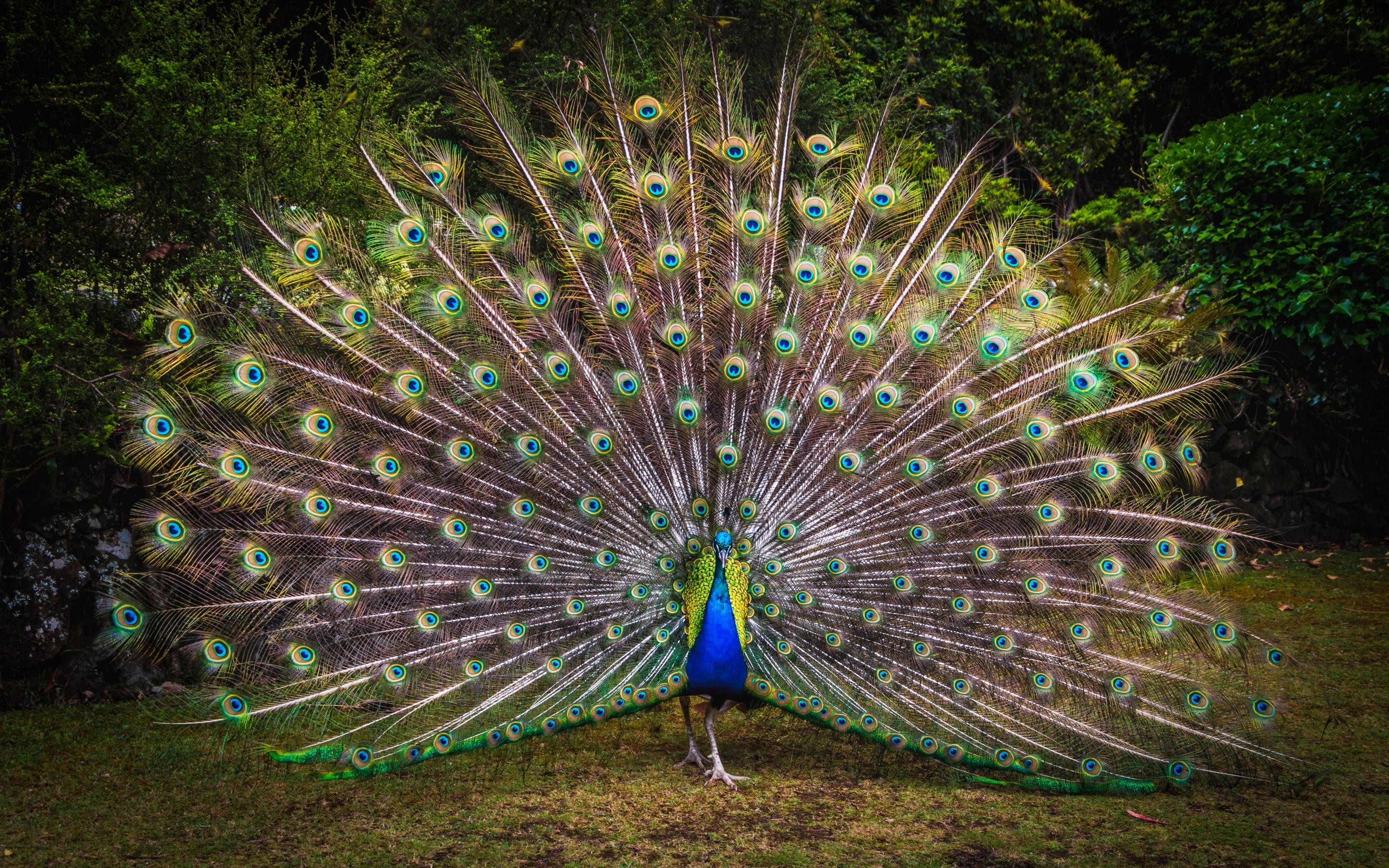 2880x1800 Peacock Wallpaper 4K, Green Grass, Beautiful, Green Feathers, Bird, Animals
