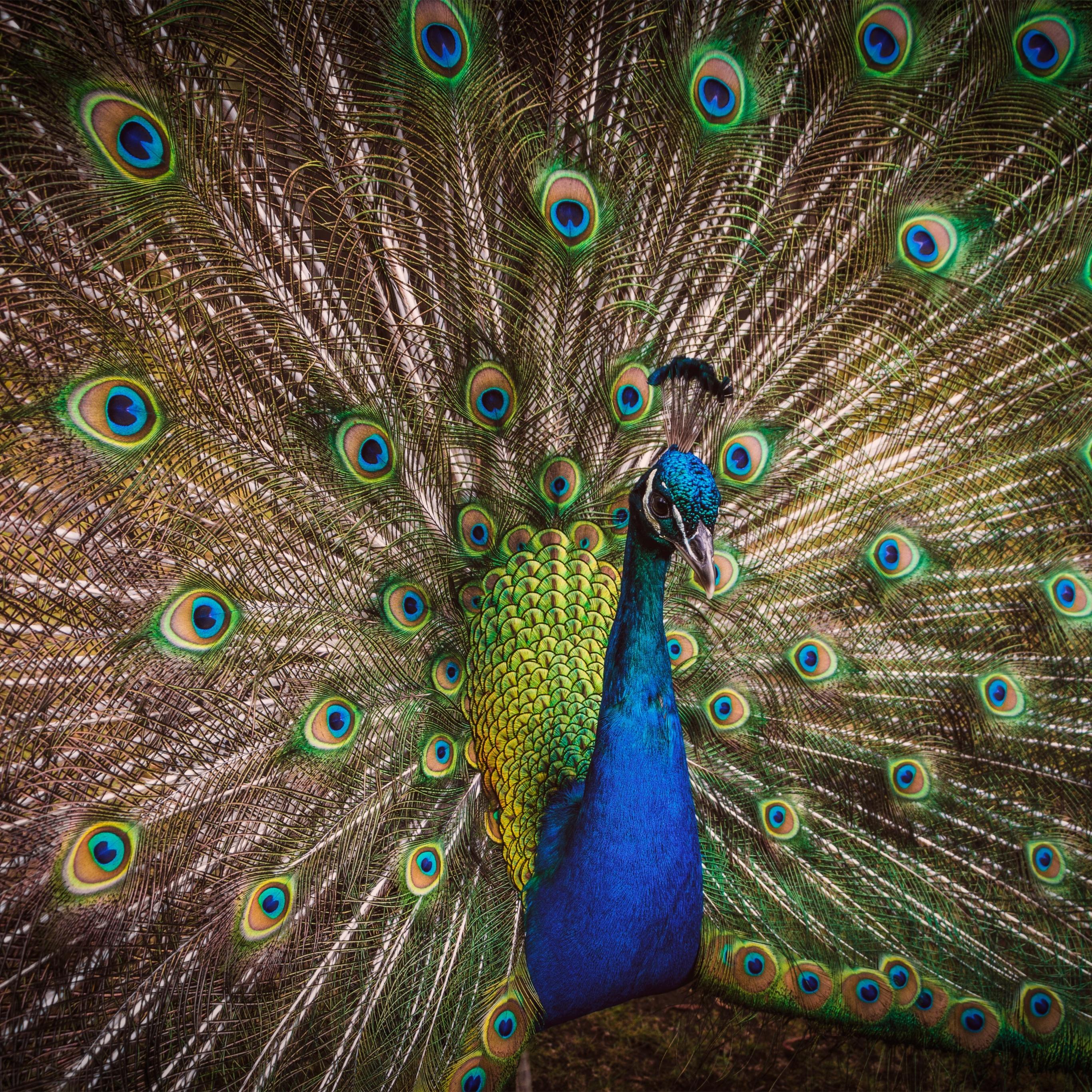 2732x2732 Blue Peacock Wallpaper 4K, Peafowl, Beautiful, Green Feathers, Closeup, Animals