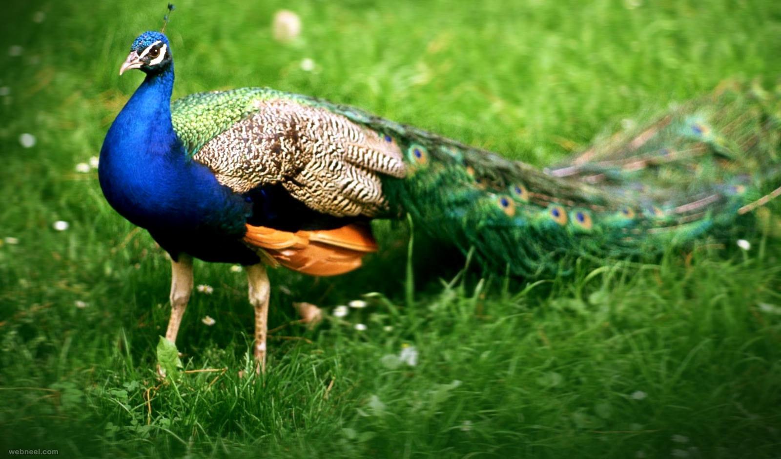 1600x941 Beautiful Peacock Photo and White Peacock Picture