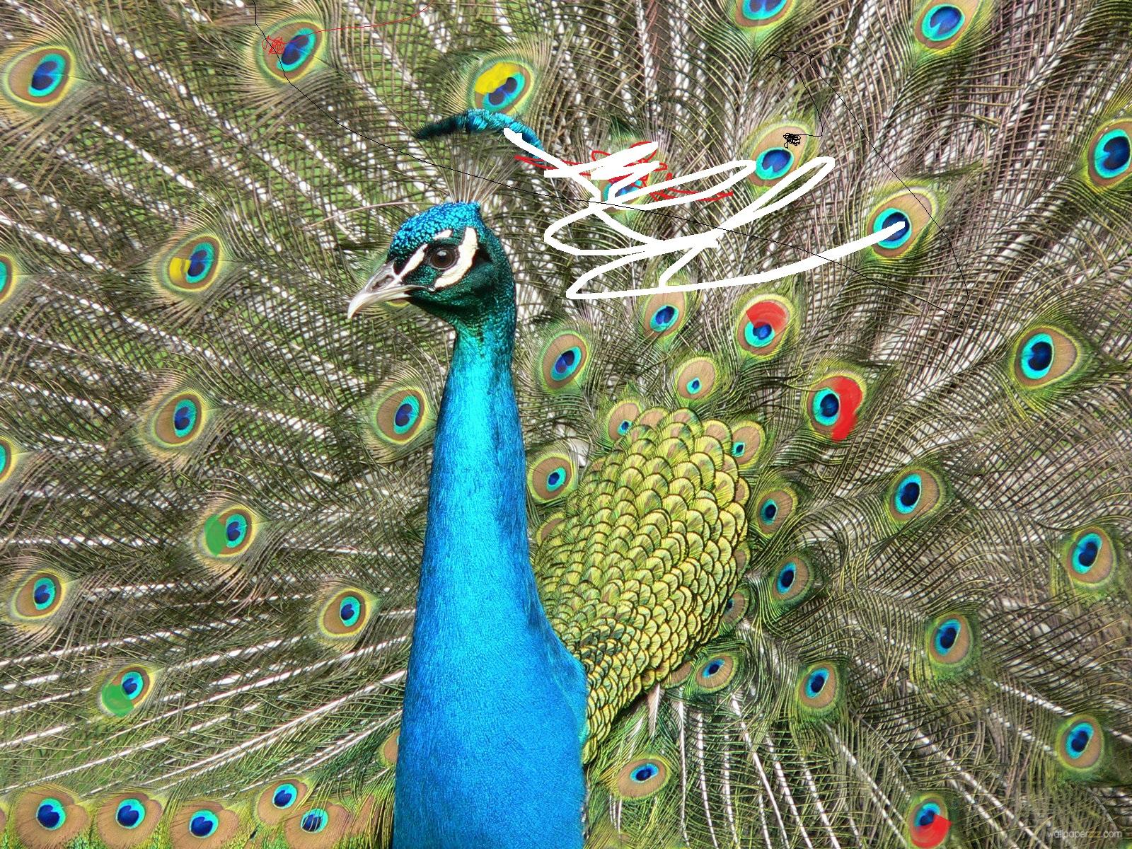 1600x1200 Beautiful Peacock HD wallpaper free download -7 Corridor Holiday House