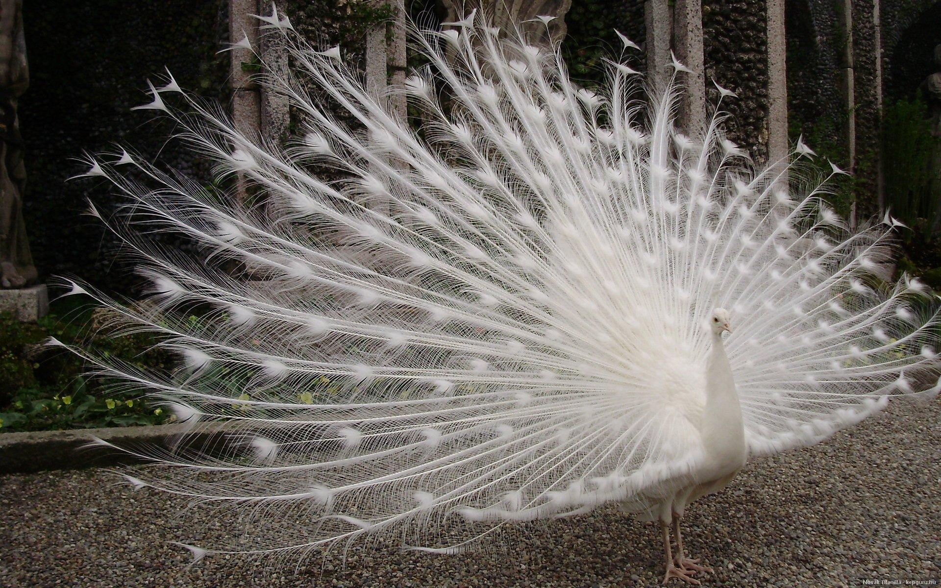 1920x1200 A Cute White Peacock HD wallpaper