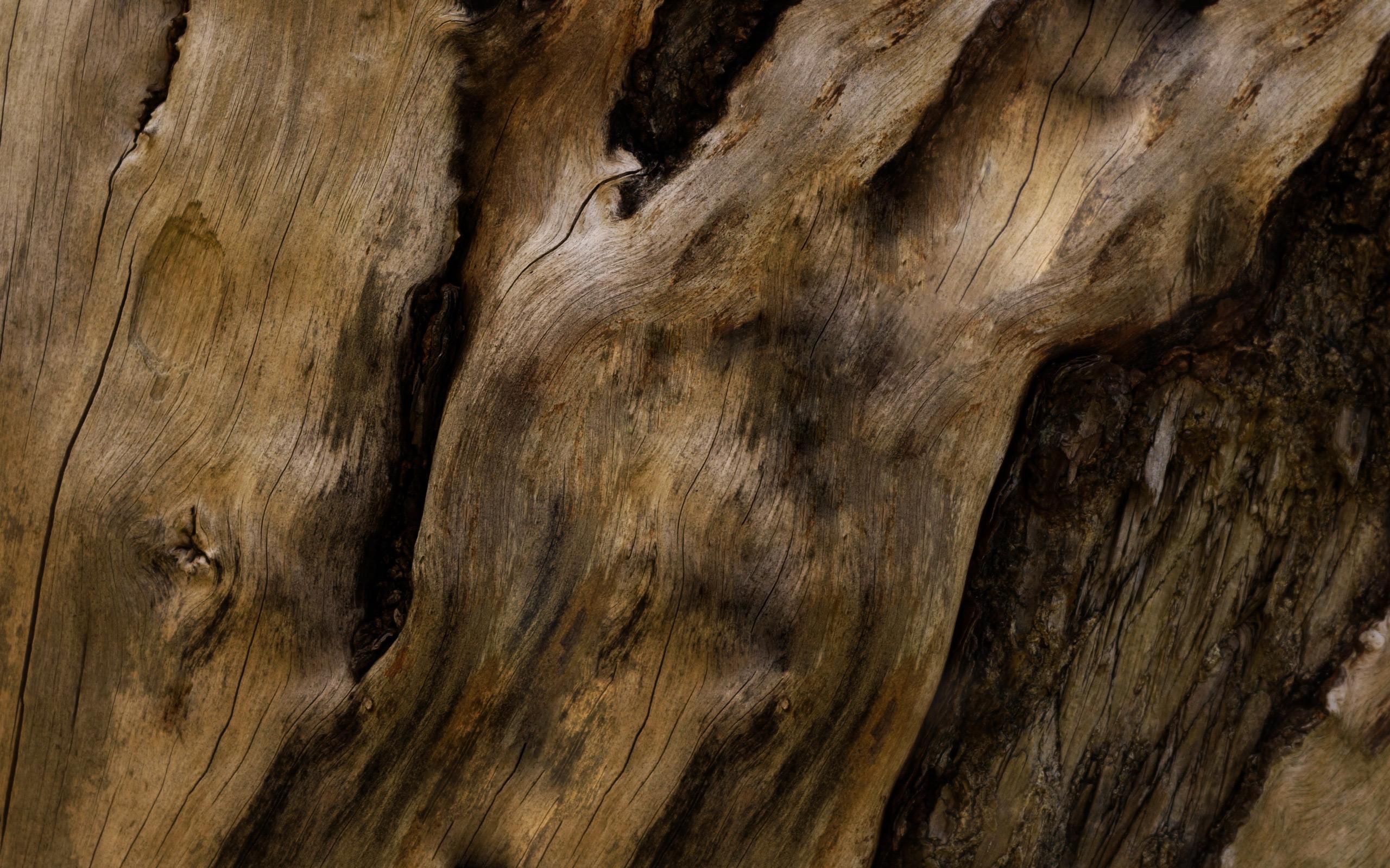 2560x1600 Bark wallpaper HD