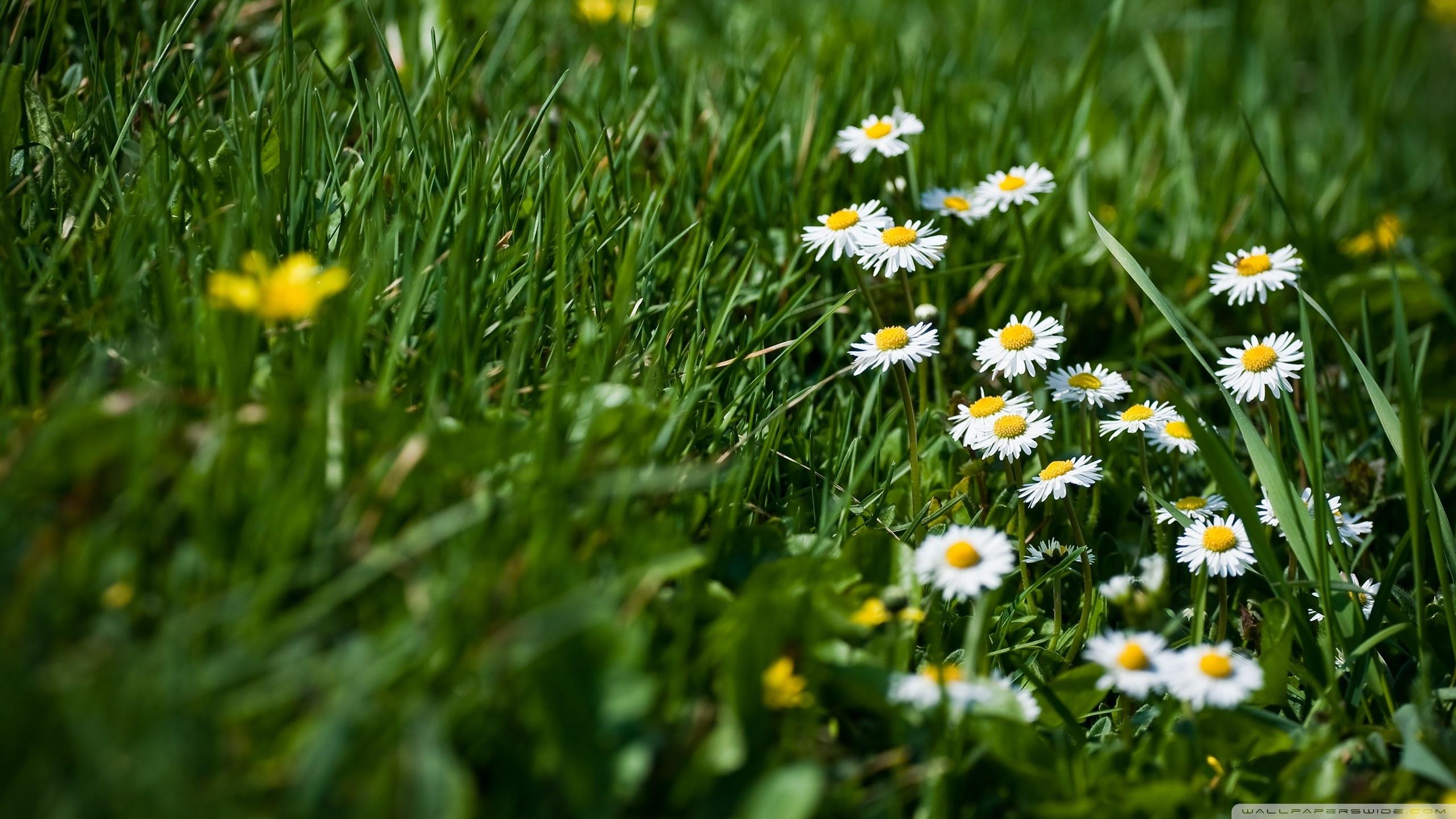 2560x1440 Field Of Grass And Flowers Ultra HD Desktop Background Wallpaper for 4K UHD TV : Tablet