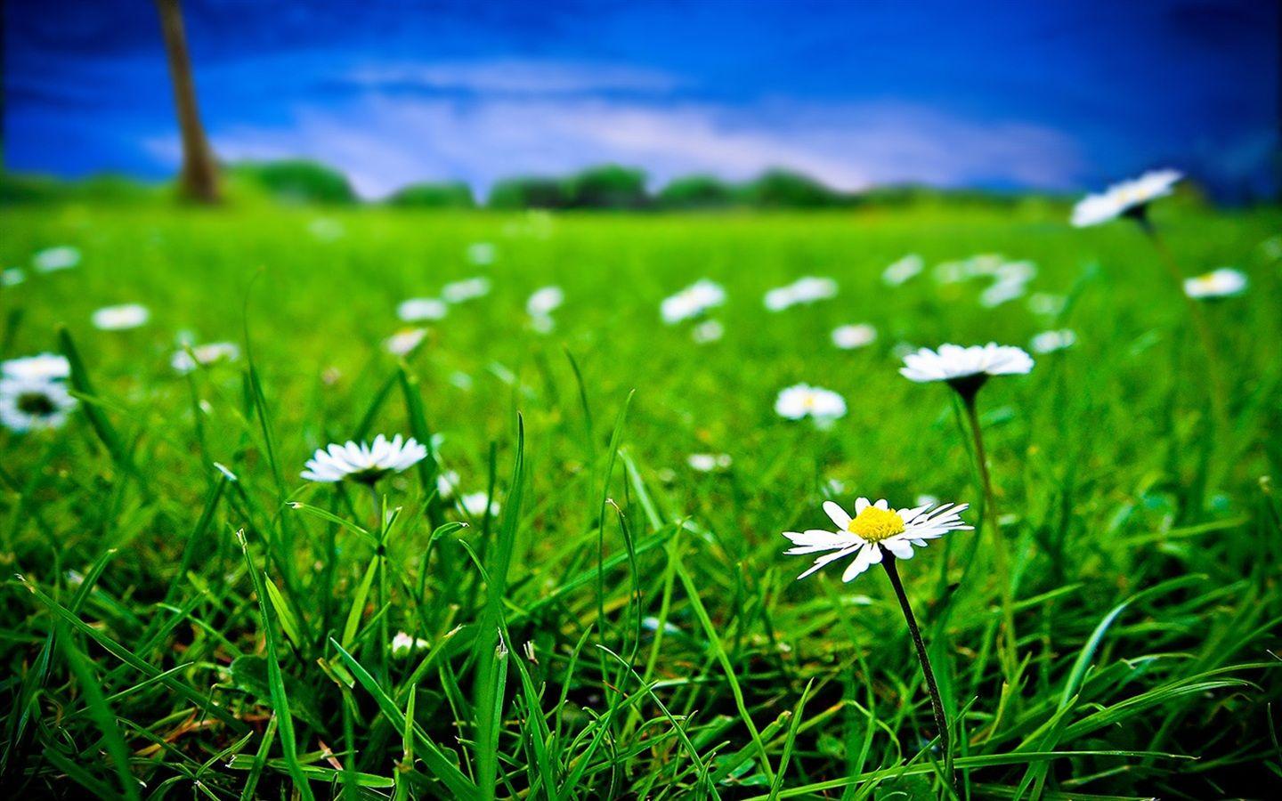 1440x900 Green grass and white flowers Wallpaperx900 resolution wallpaper download. Green wallpaper, White flowers, Wallpaper