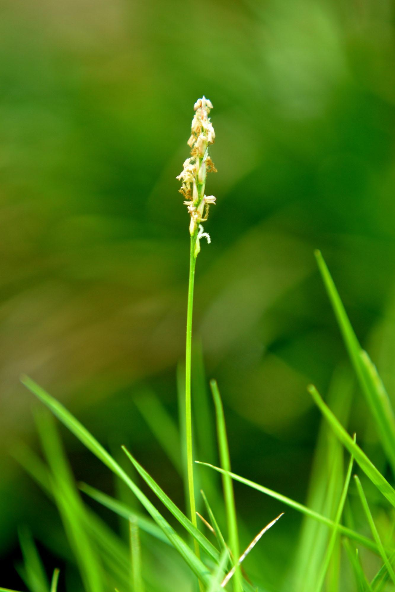 1333x2000 Zoysia grass