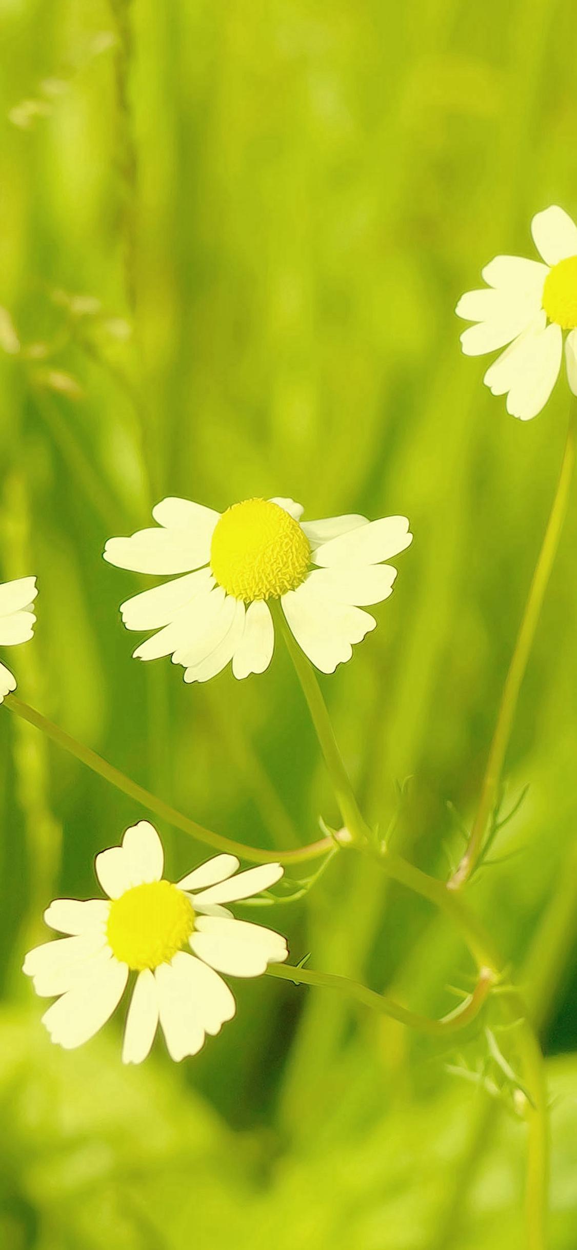 1125x2436 Spring Flower White Grass Nature iPhone X Wallpaper Free Download