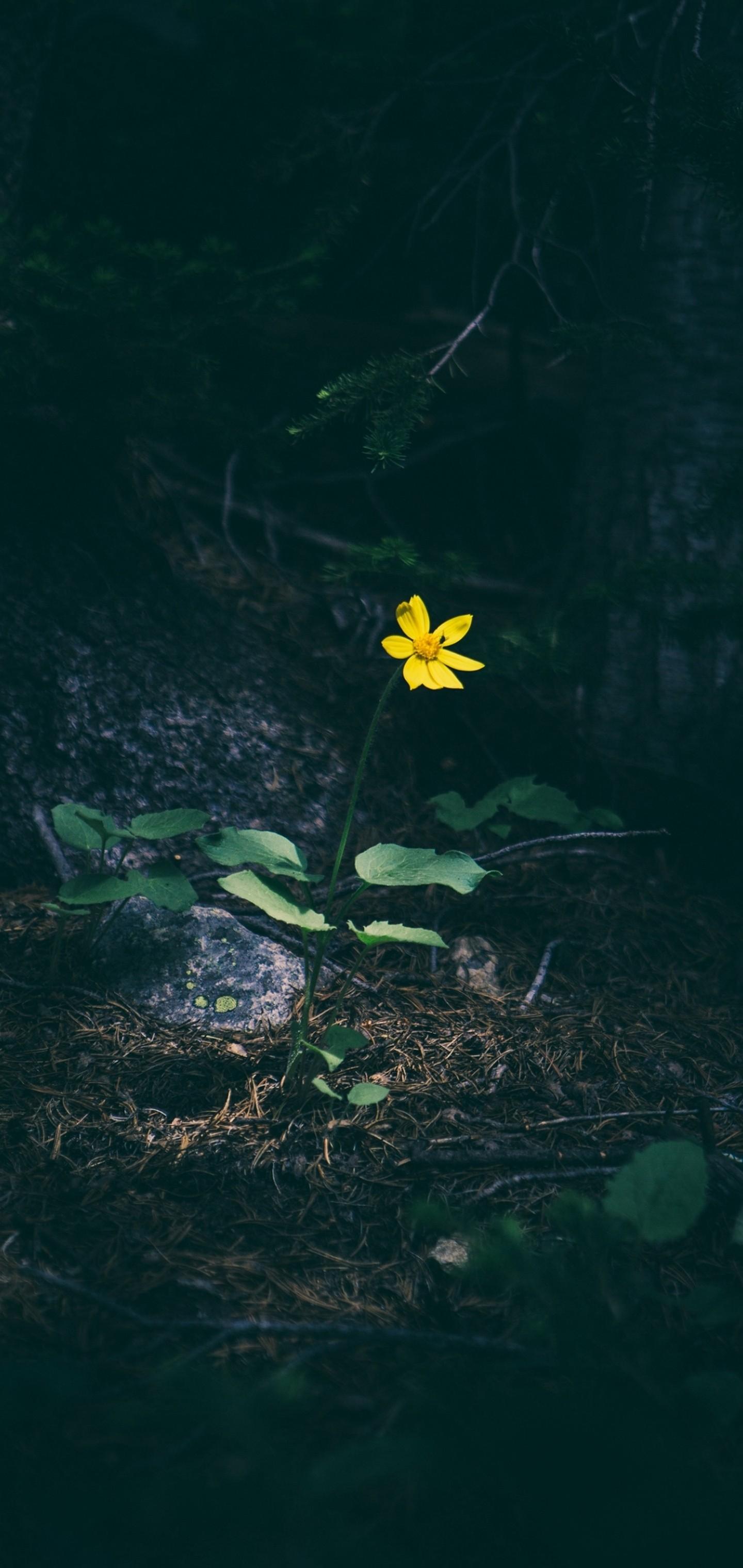 1440x3040 Yellow Flower Grass Wallpaper - [1440x3040]