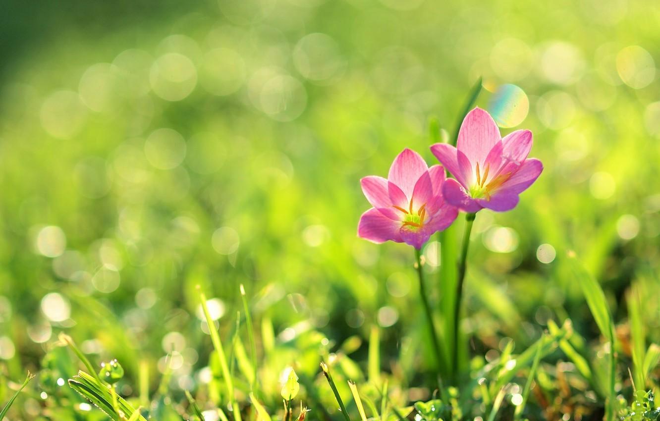 1332x850 Wallpaper grass, flowers, nature, petals, pink flowers, bokeh image for desktop, section цветы