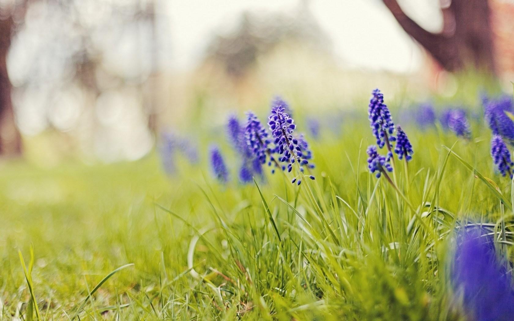 1680x1050 Hyacinth Flowers Grass Nature