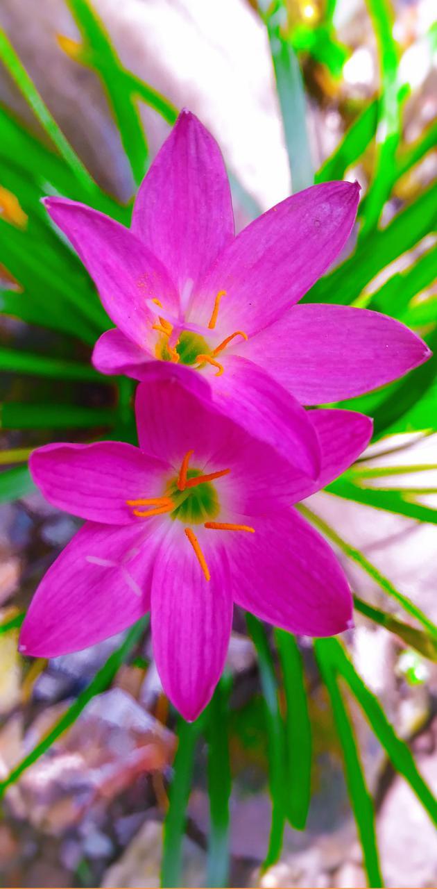 630x1280 PINK GRASS FLOWER wallpaper