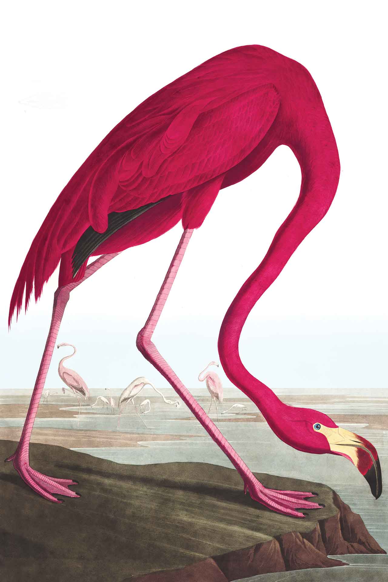 1280x1920 Vintage Flamingo Saven Wall Design
