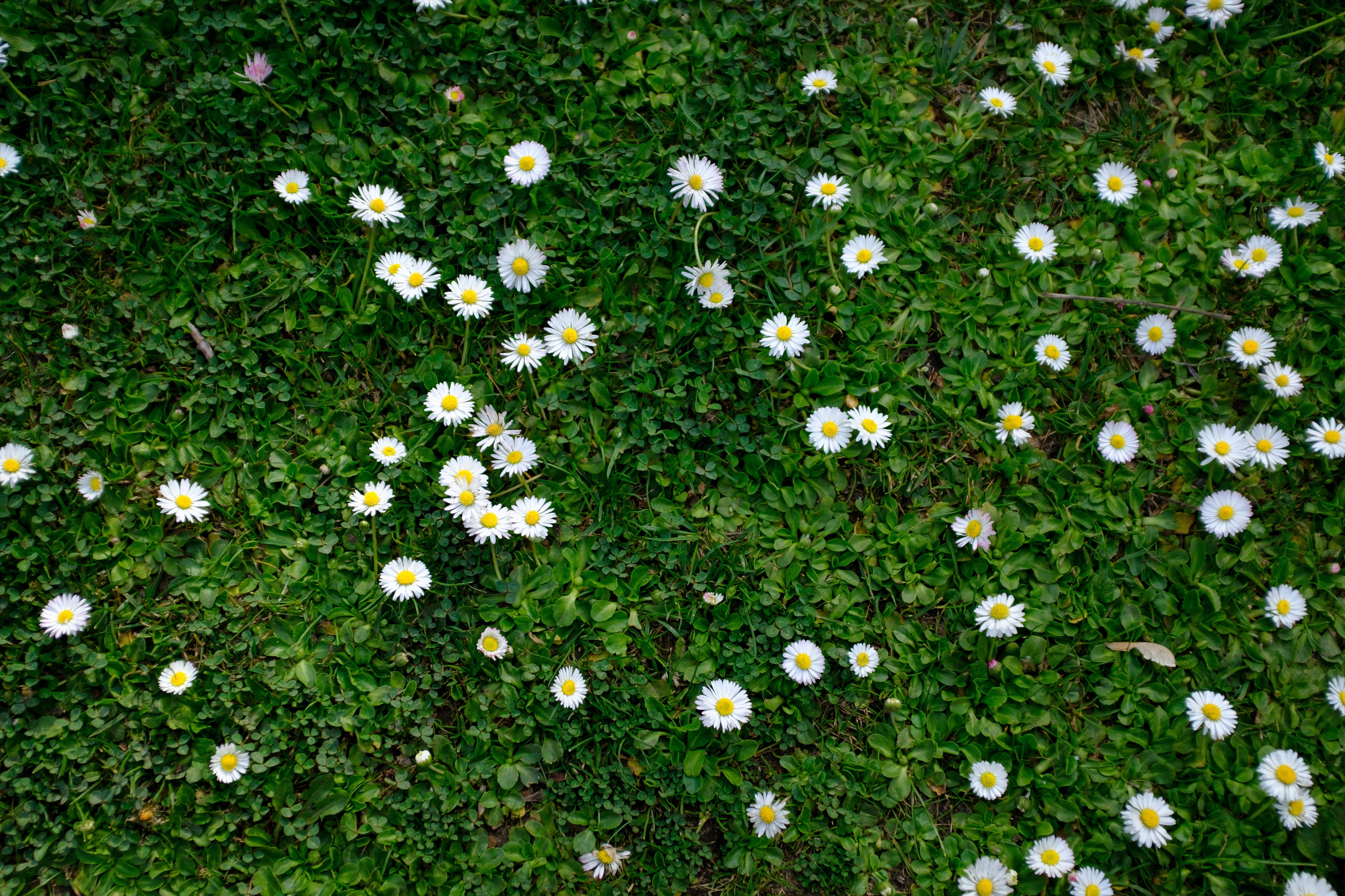 6000x4000 Cluster Of Daisies · Free