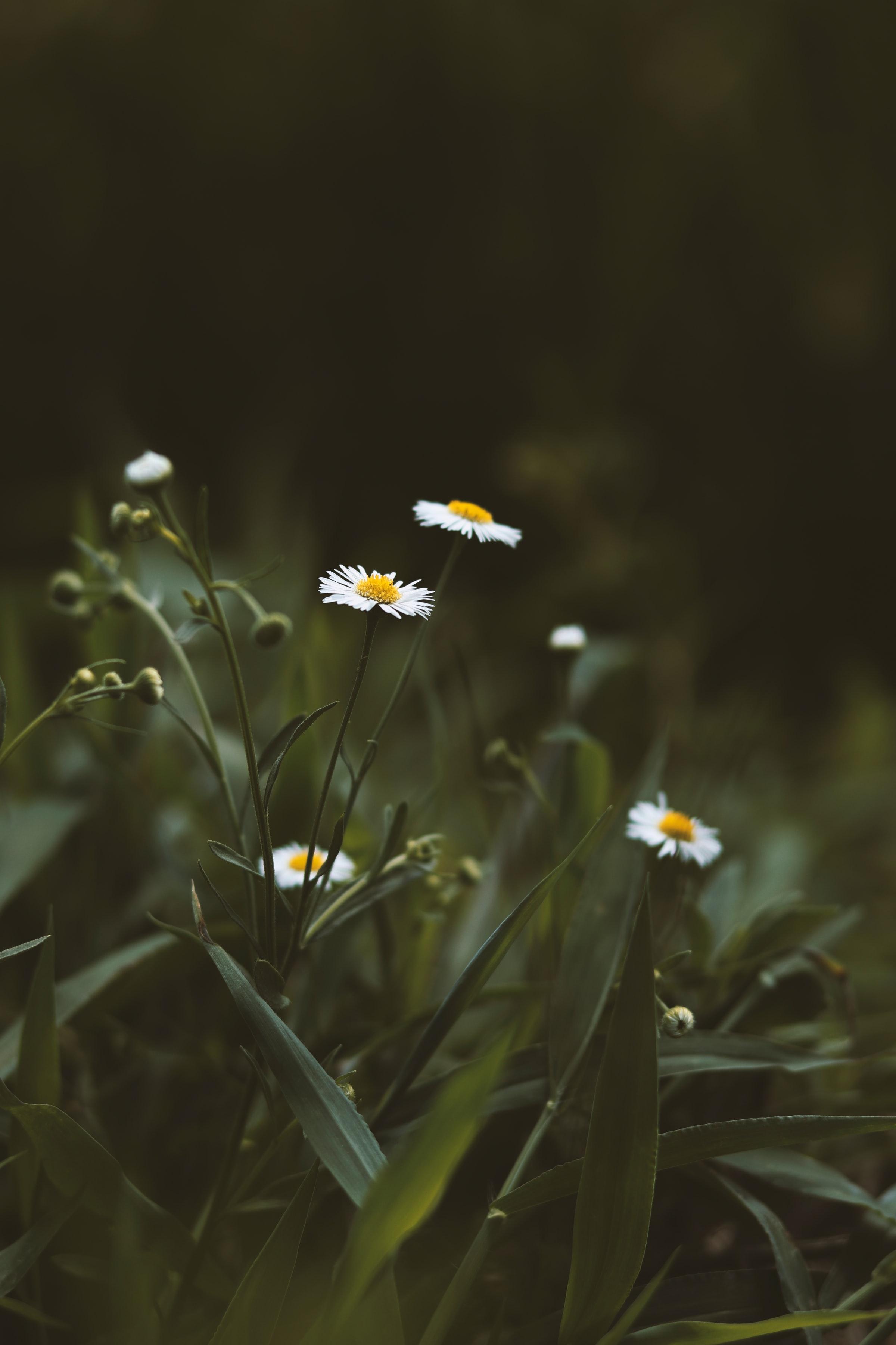 2400x3600 Download Wildflowers wallpaper for mobile phone, free Wildflowers HD picture