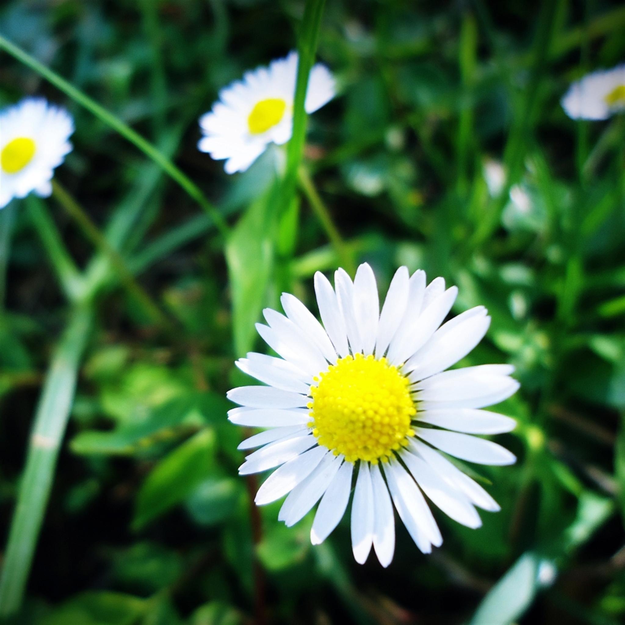 2048x2048 Pure Aesthetic Daisy Flower Grass Grove iPad Air Wallpaper Free Download
