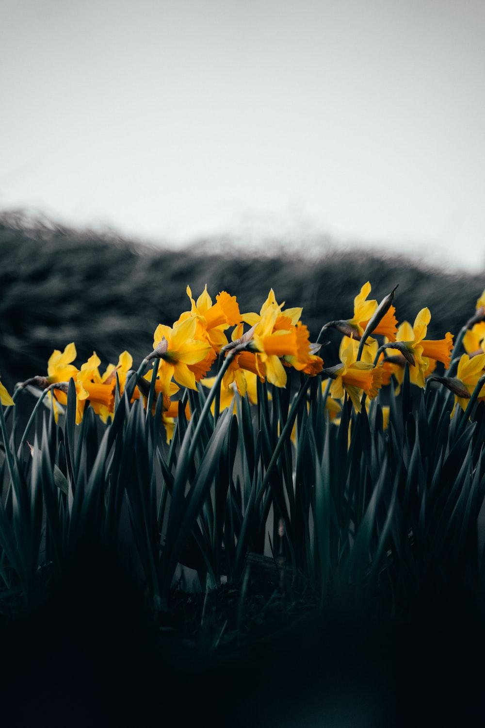 1000x1500 yellow flowers on green grass field photo