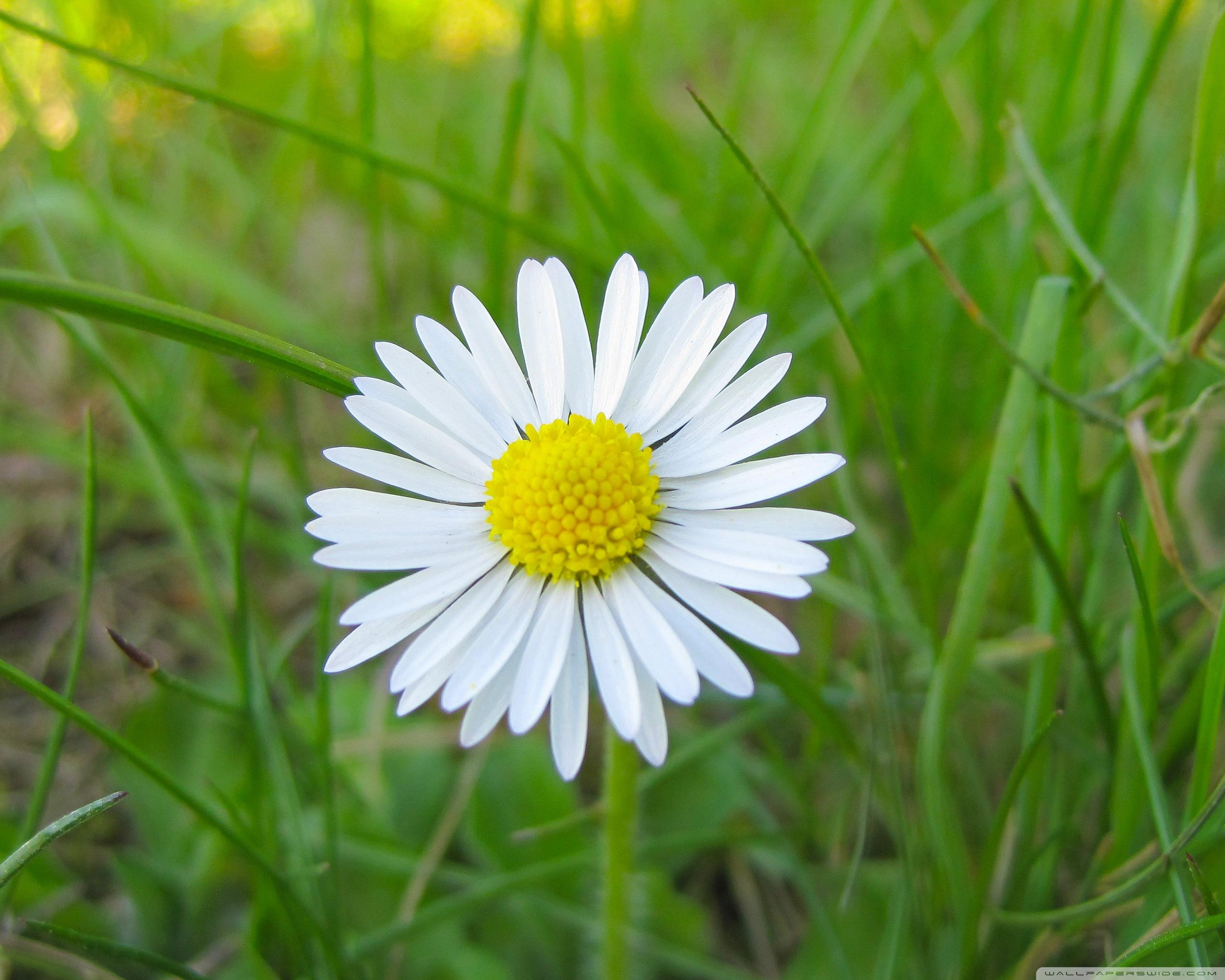 2560x2048 White Flower and Green Grass Ultra HD Desktop Background Wallpaper for 4K UHD TV : Widescreen & UltraWide Desktop & Laptop : Multi Display, Dual Monitor : Tablet