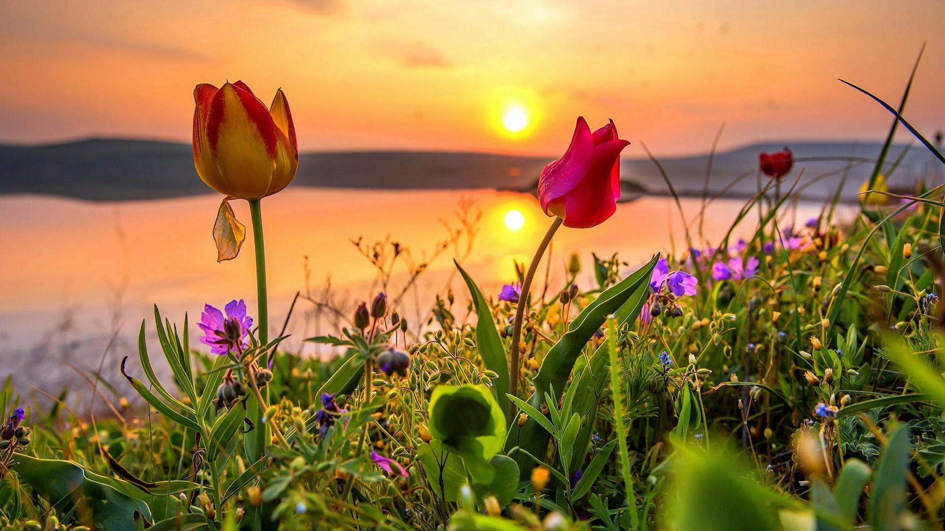 1920x1080 Flower Field, Crimea, Steppe, Evening, Tulips, Grass, Sunlight Wallpaper